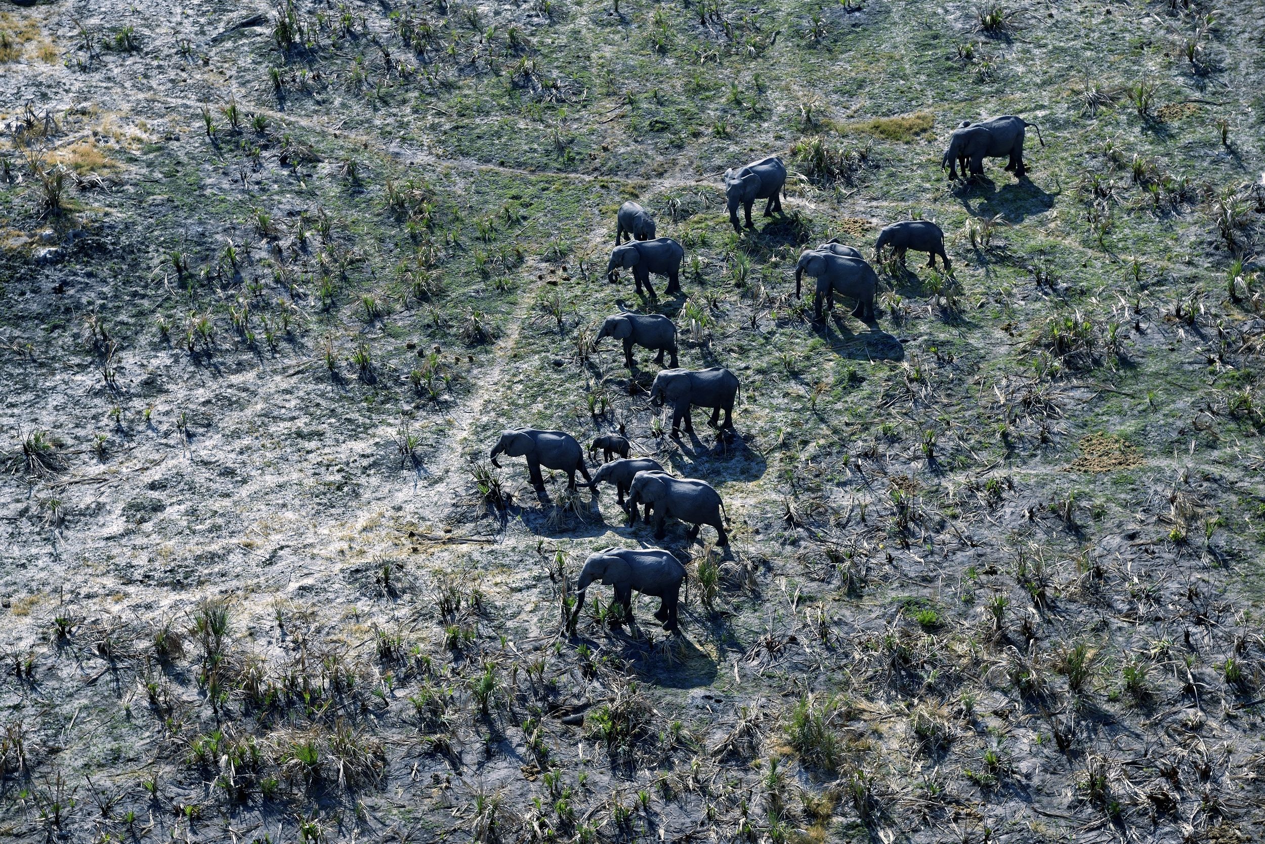 Delta dell'Okavango - elefanti