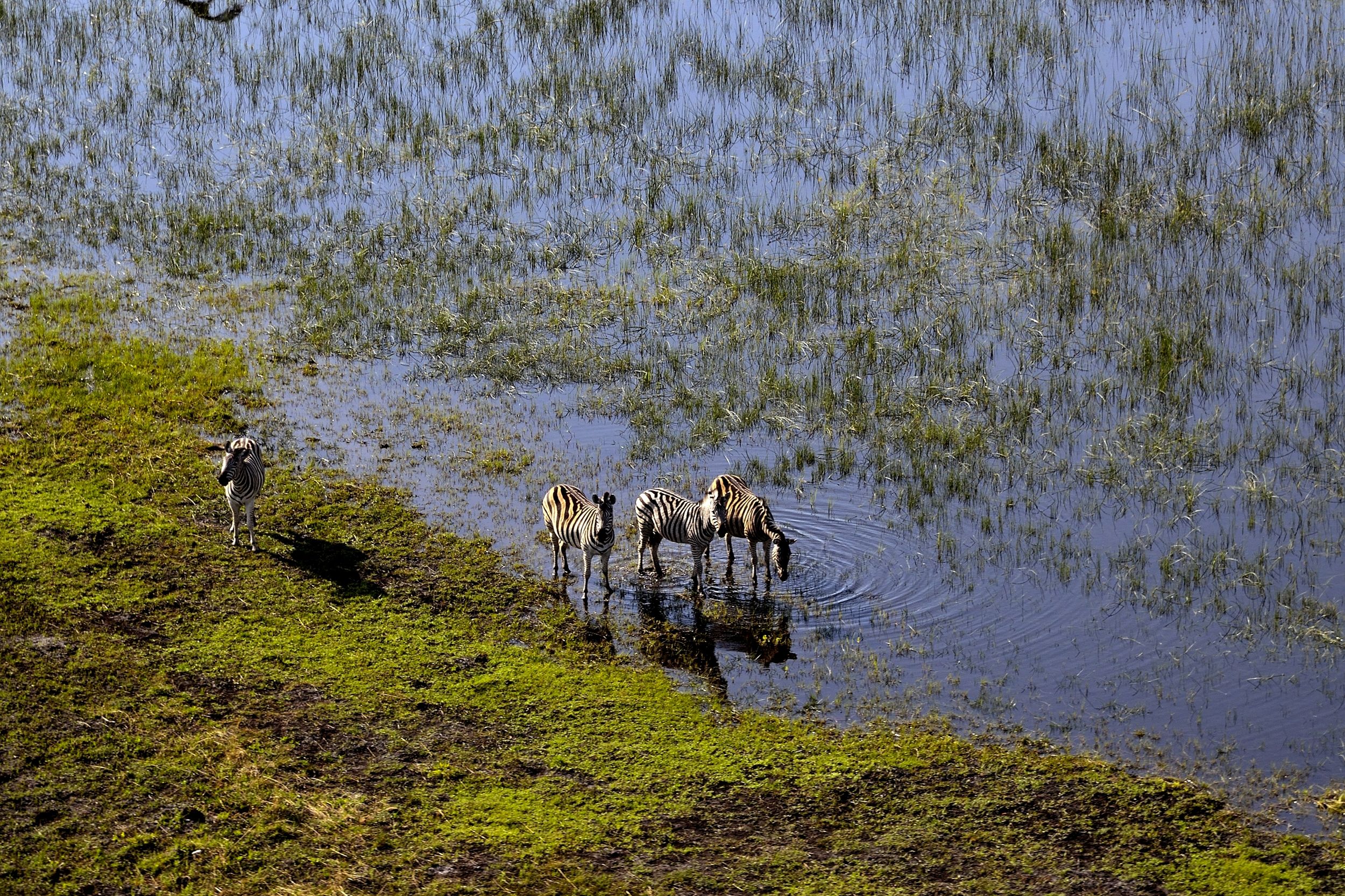 Delta dell'Okavango - zebre