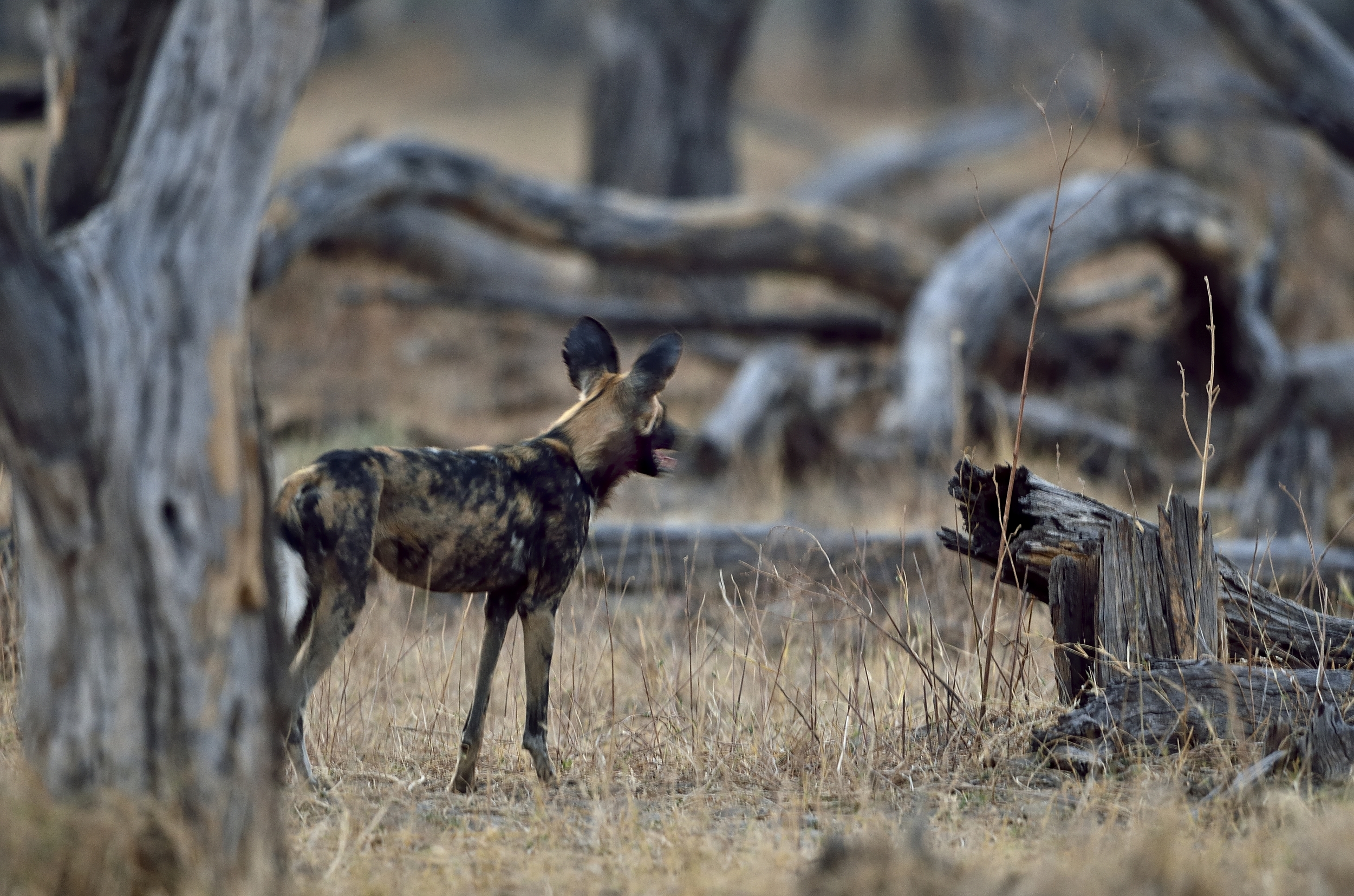Moremi - Licaone a caccia