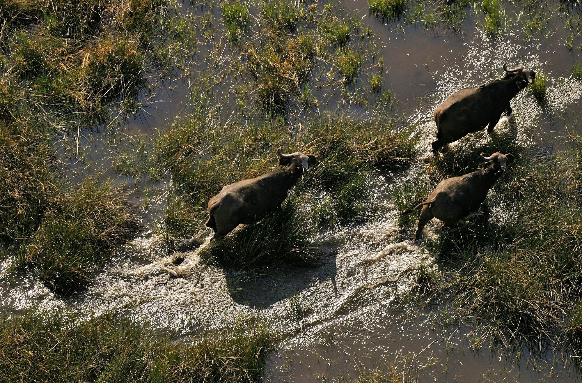 Delta dell'Okavango - bufali