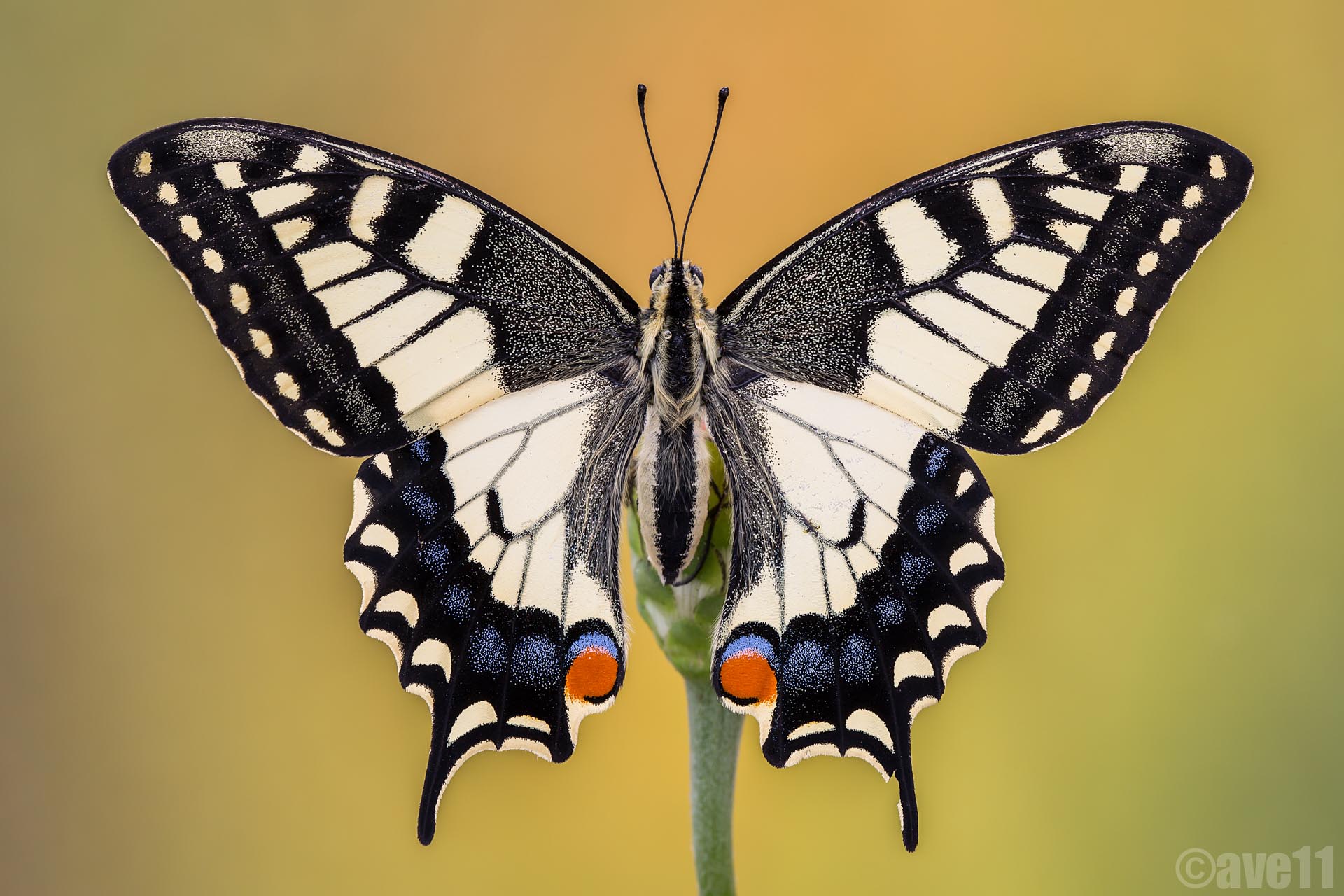 simmetria perfetta del re