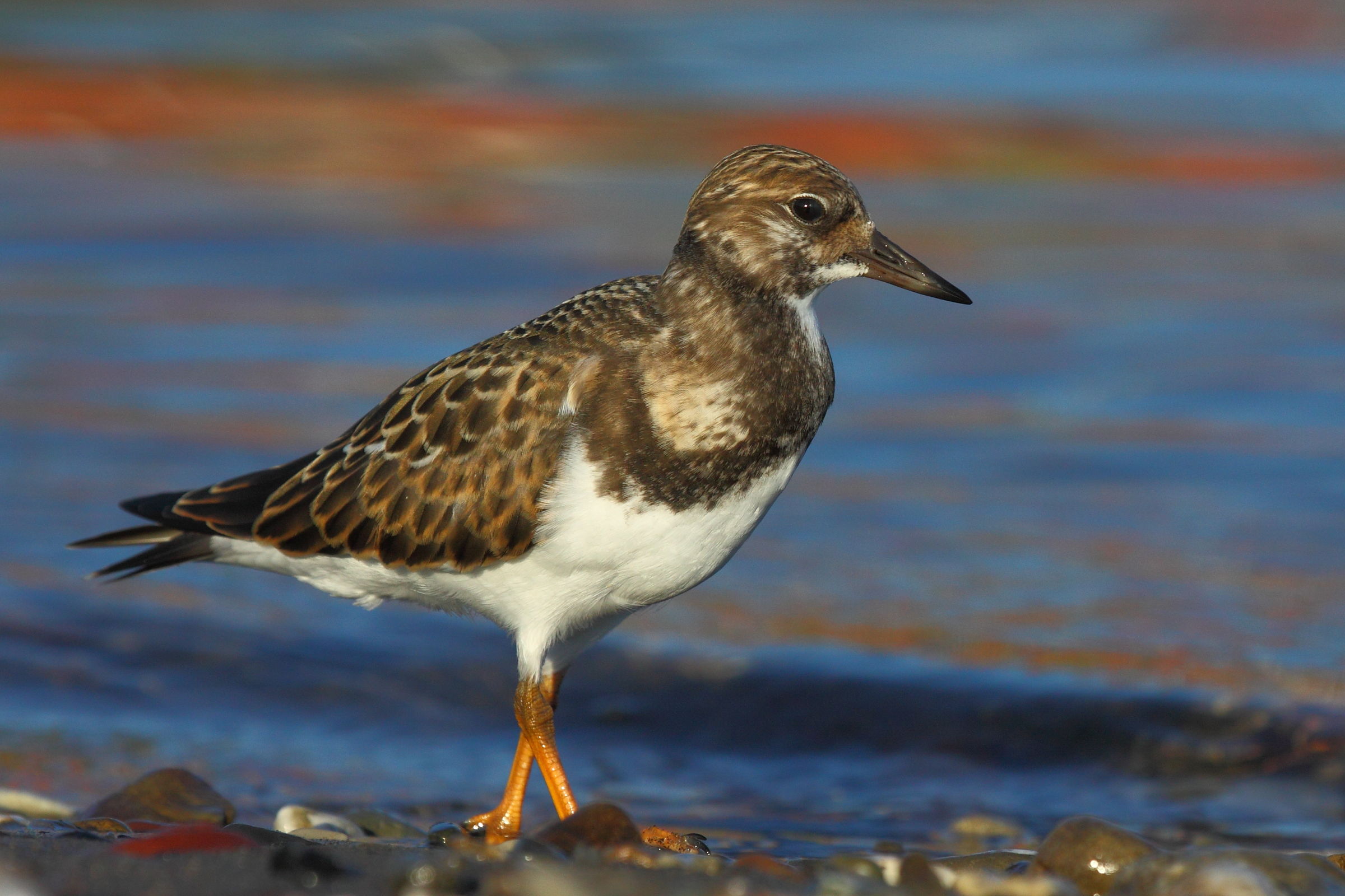 Ruddy Turnstone