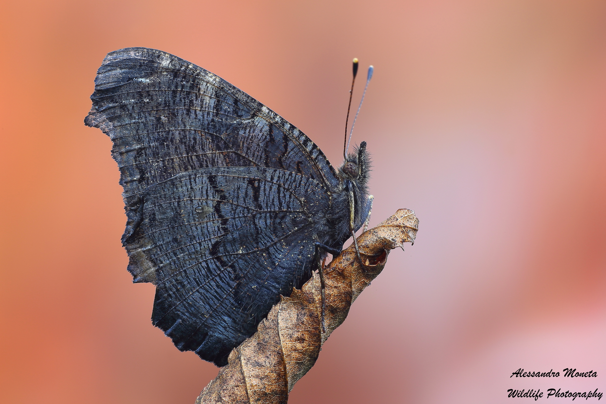 Vanessa vista posteriore