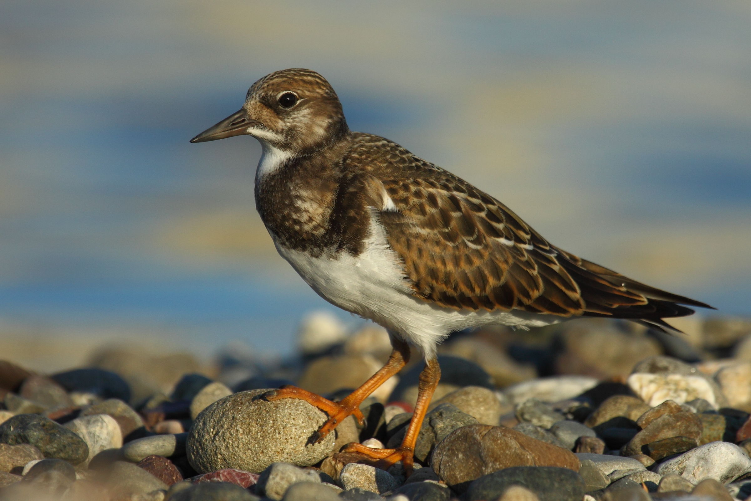 Turnstone