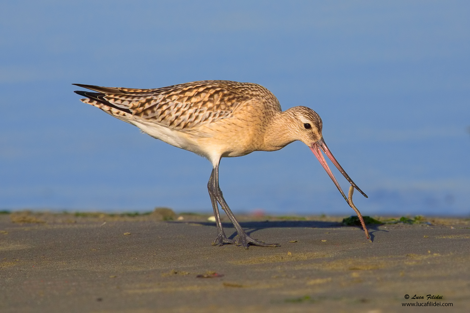 Bar-tailed Godwit