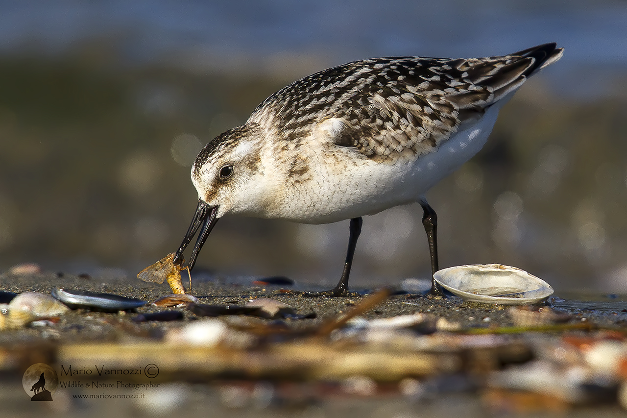 Sanderling