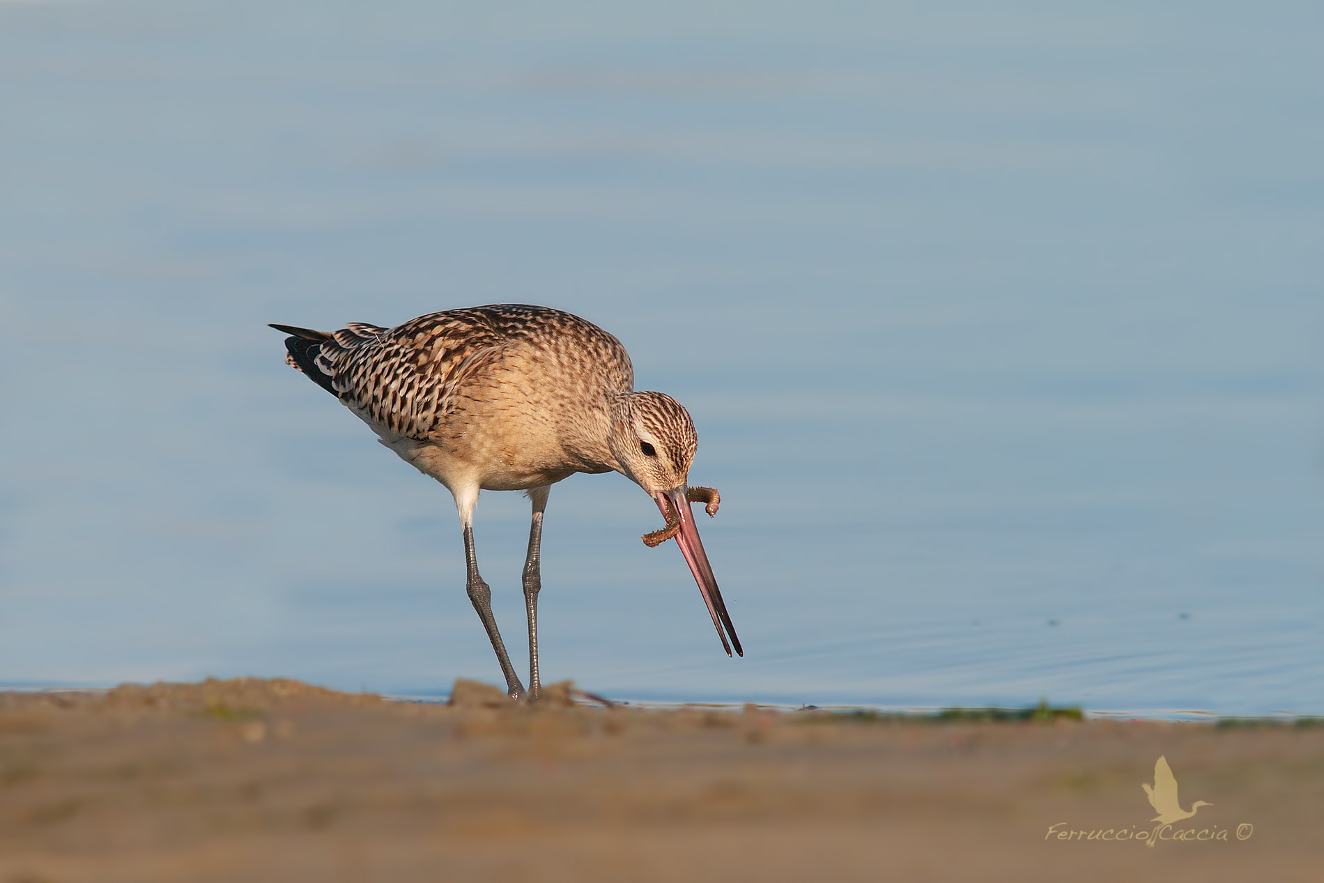 godwit
