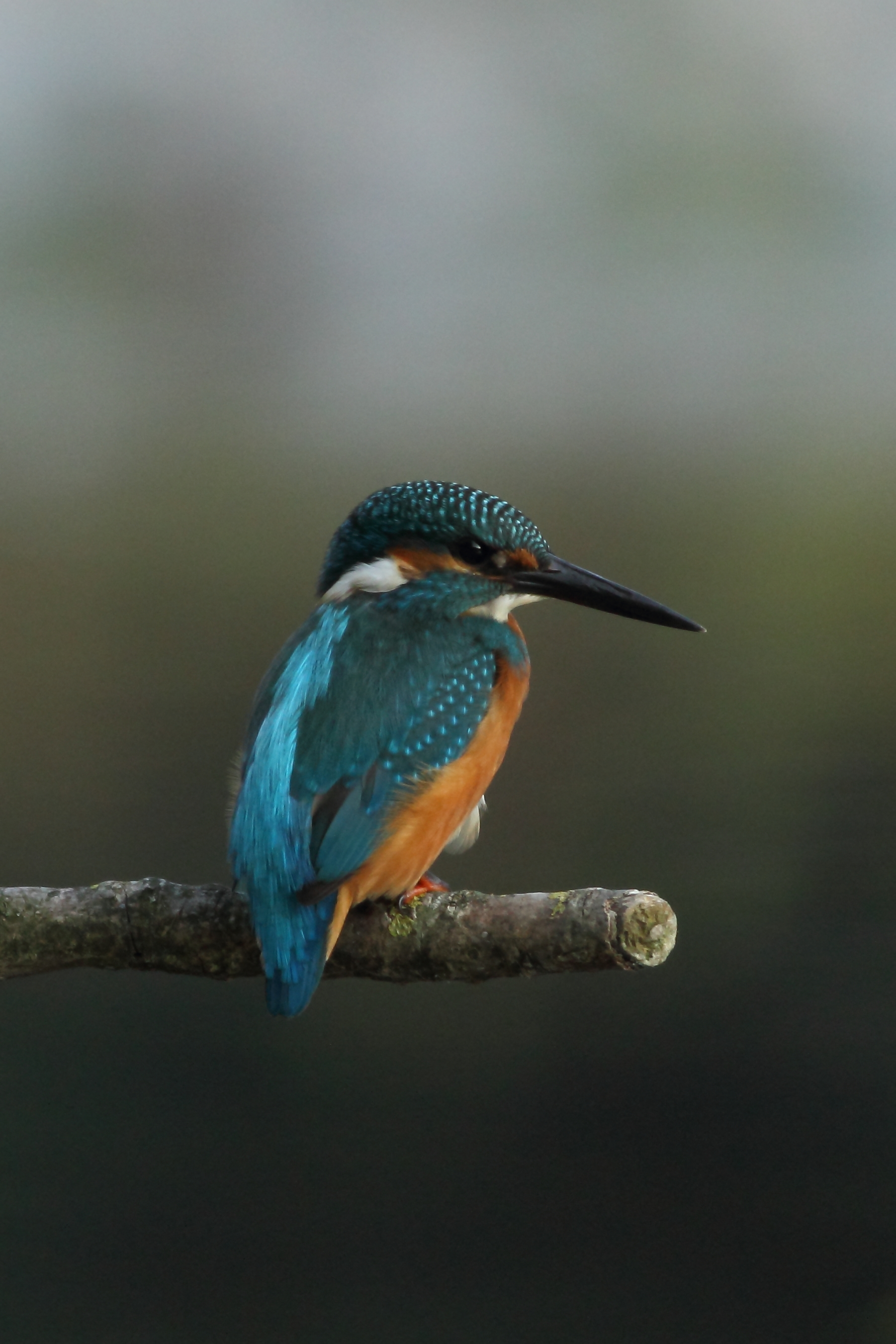 Kingfisher 2