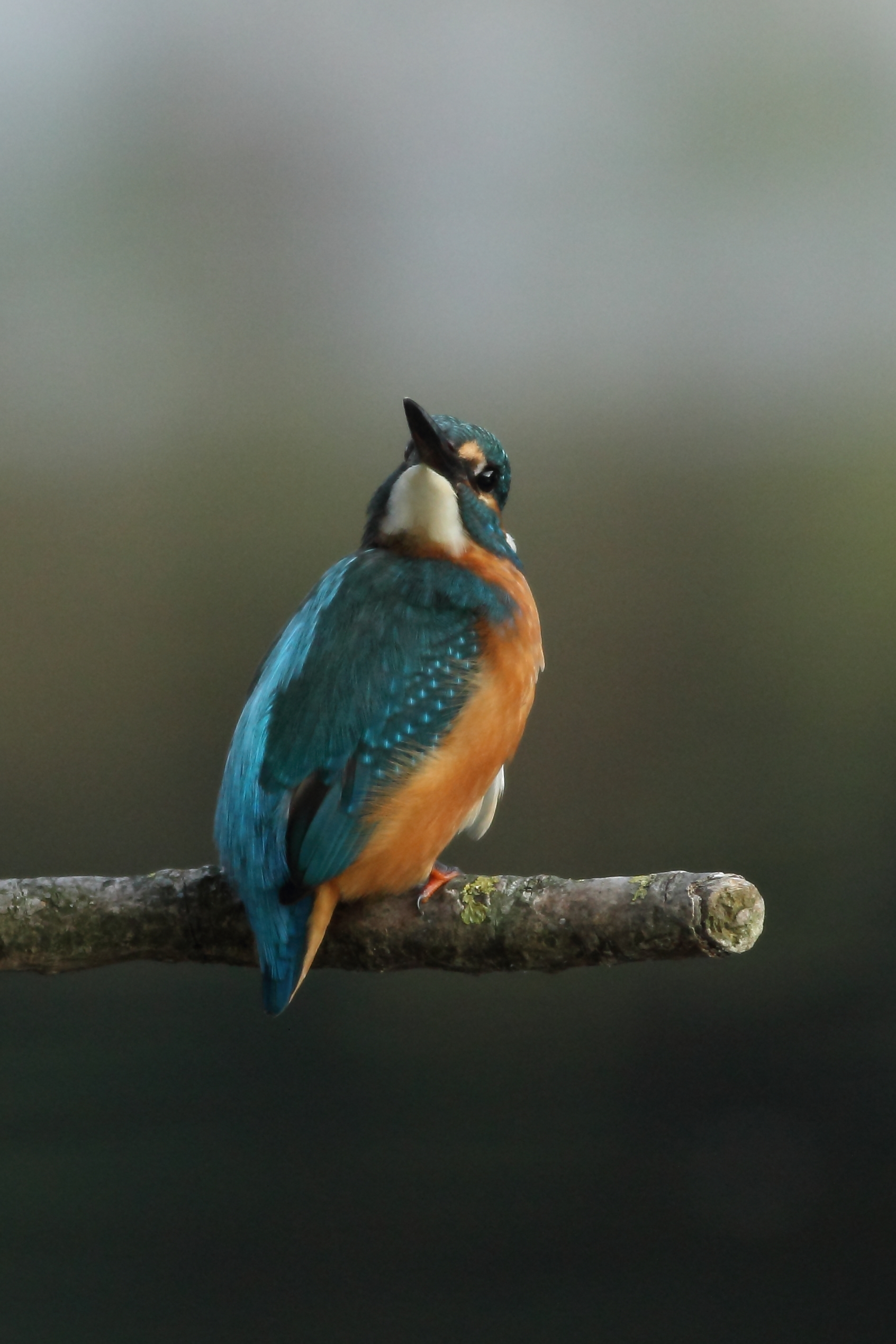 Kingfisher 3