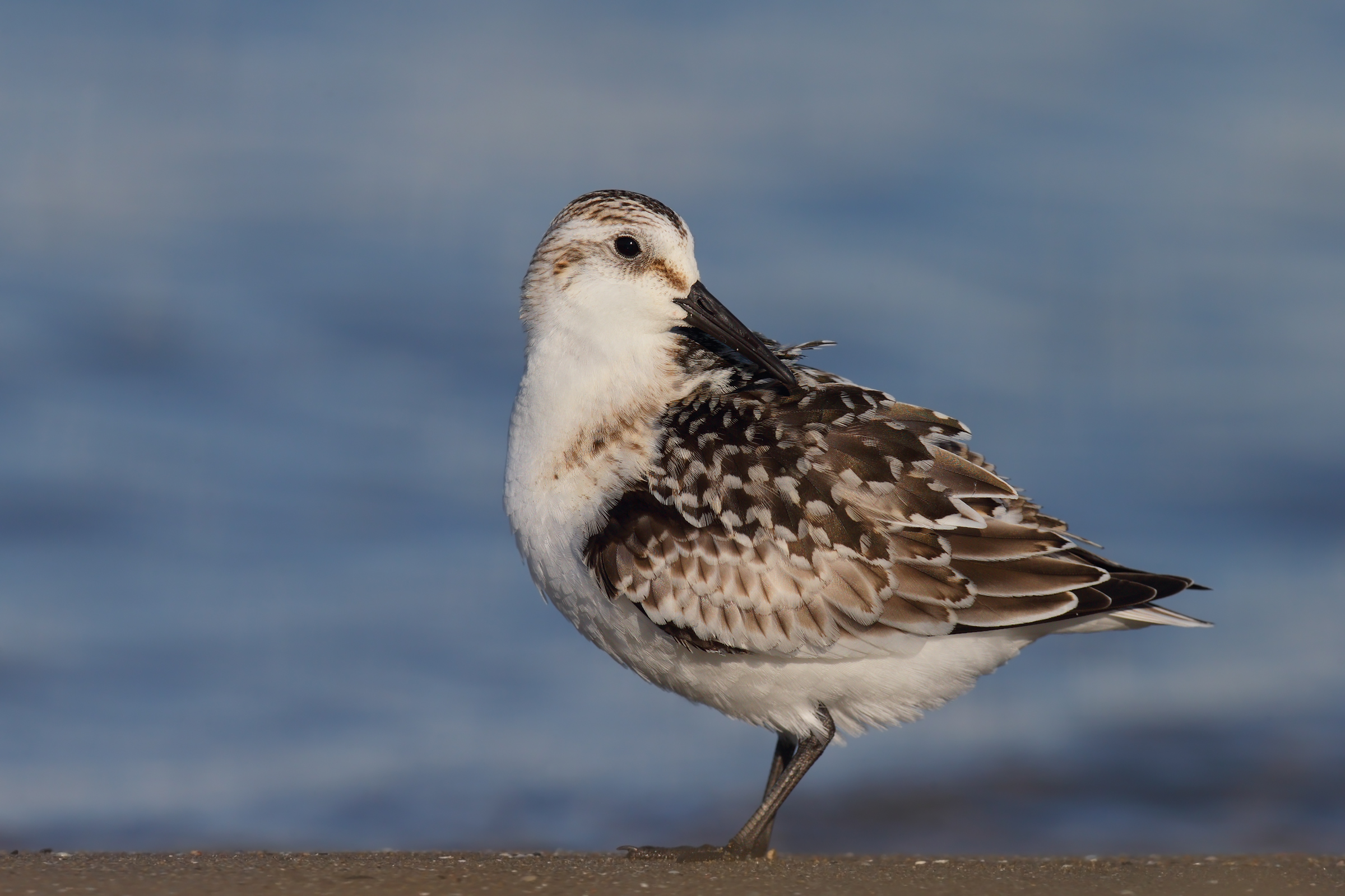 Piovanello tridattilo