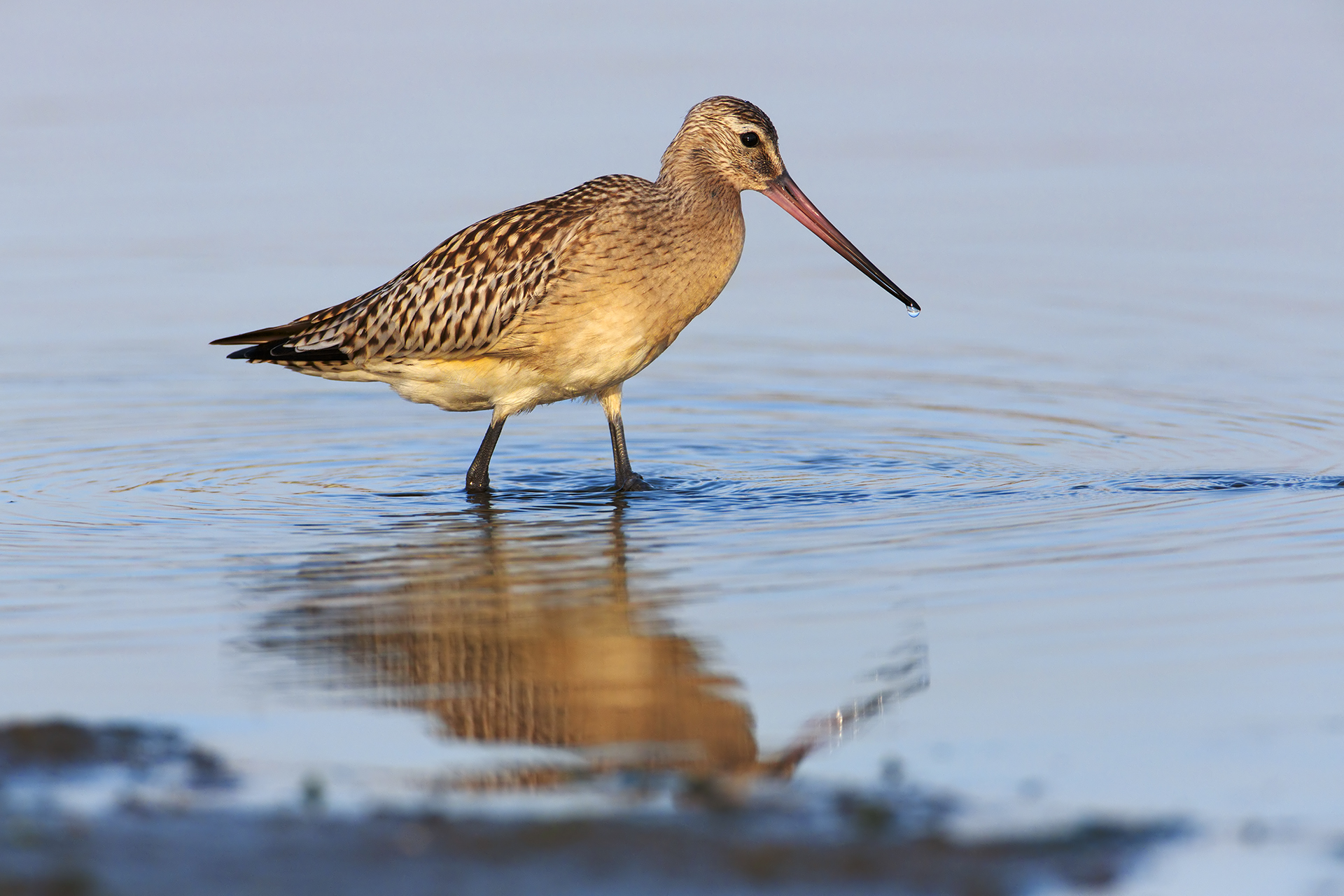 Bar-tailed Godwit