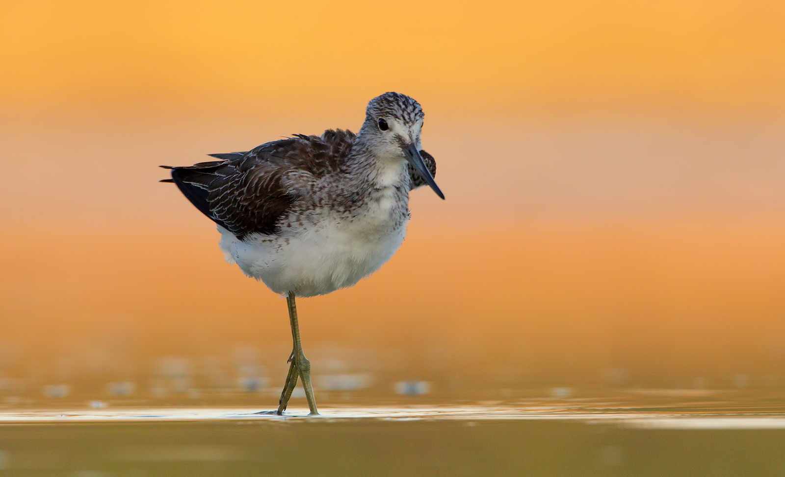 Greenshank