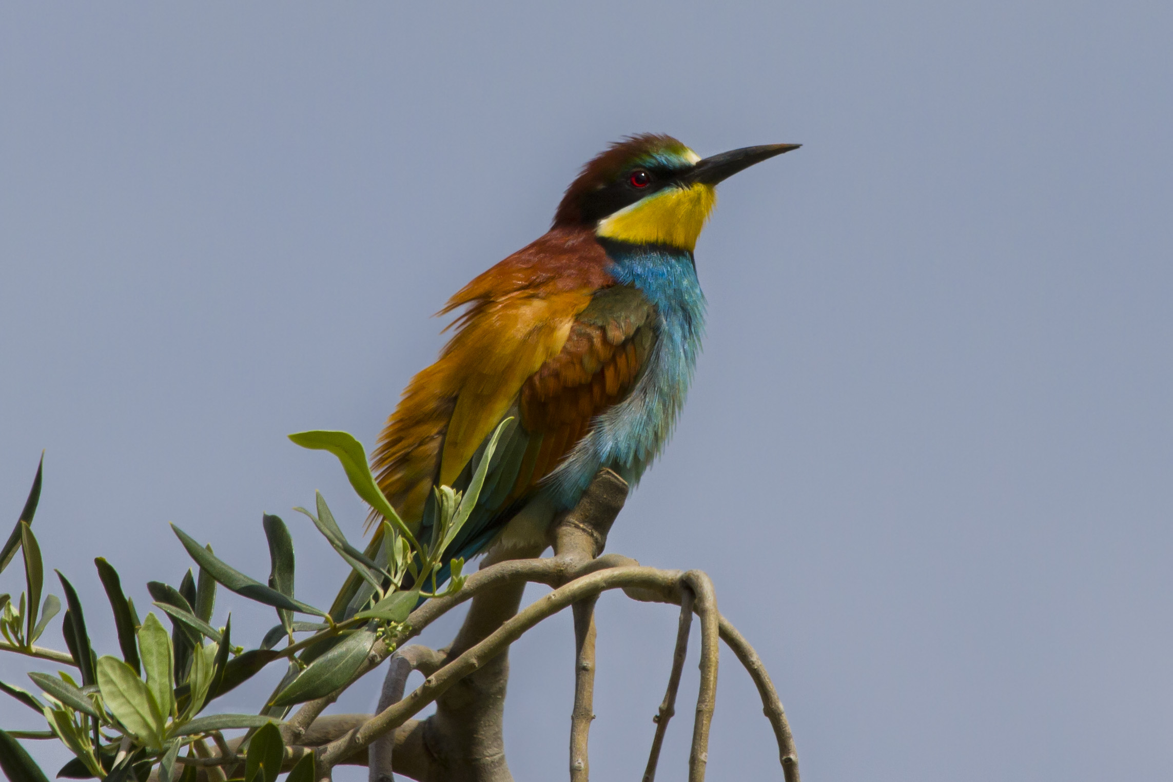 Gruccione sull'ulivo