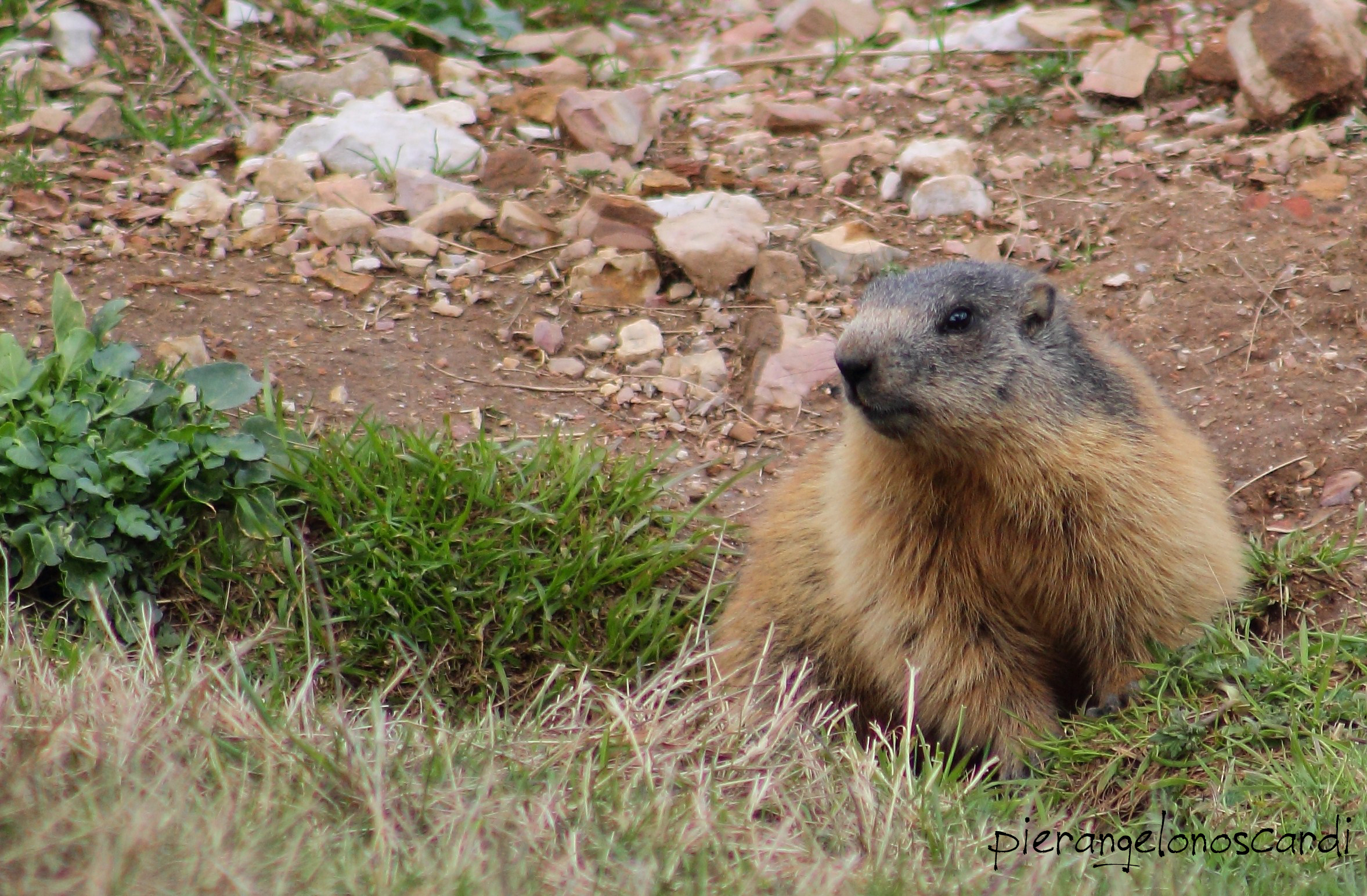 marmot