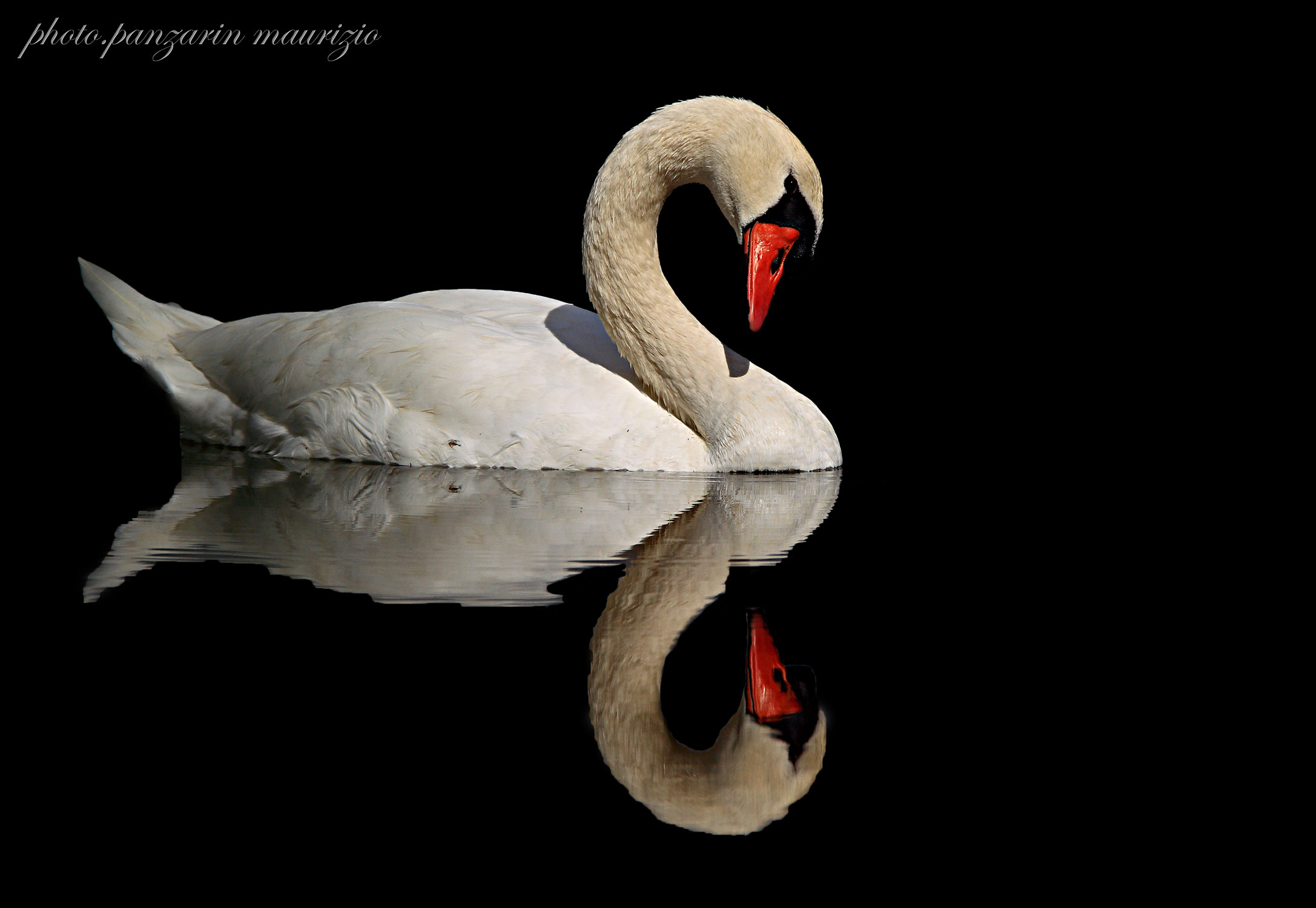 swan