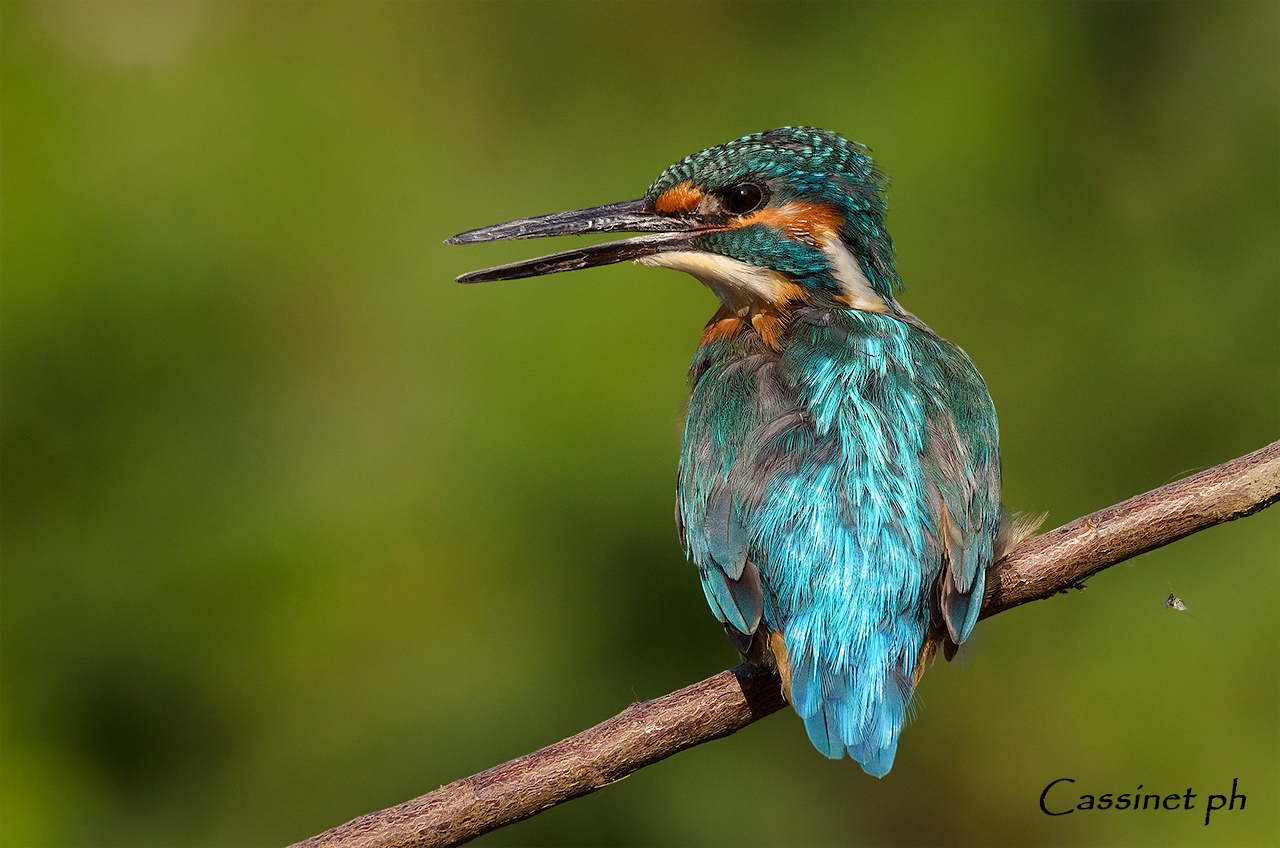 Vecchio ti chiameranno Vecchio...