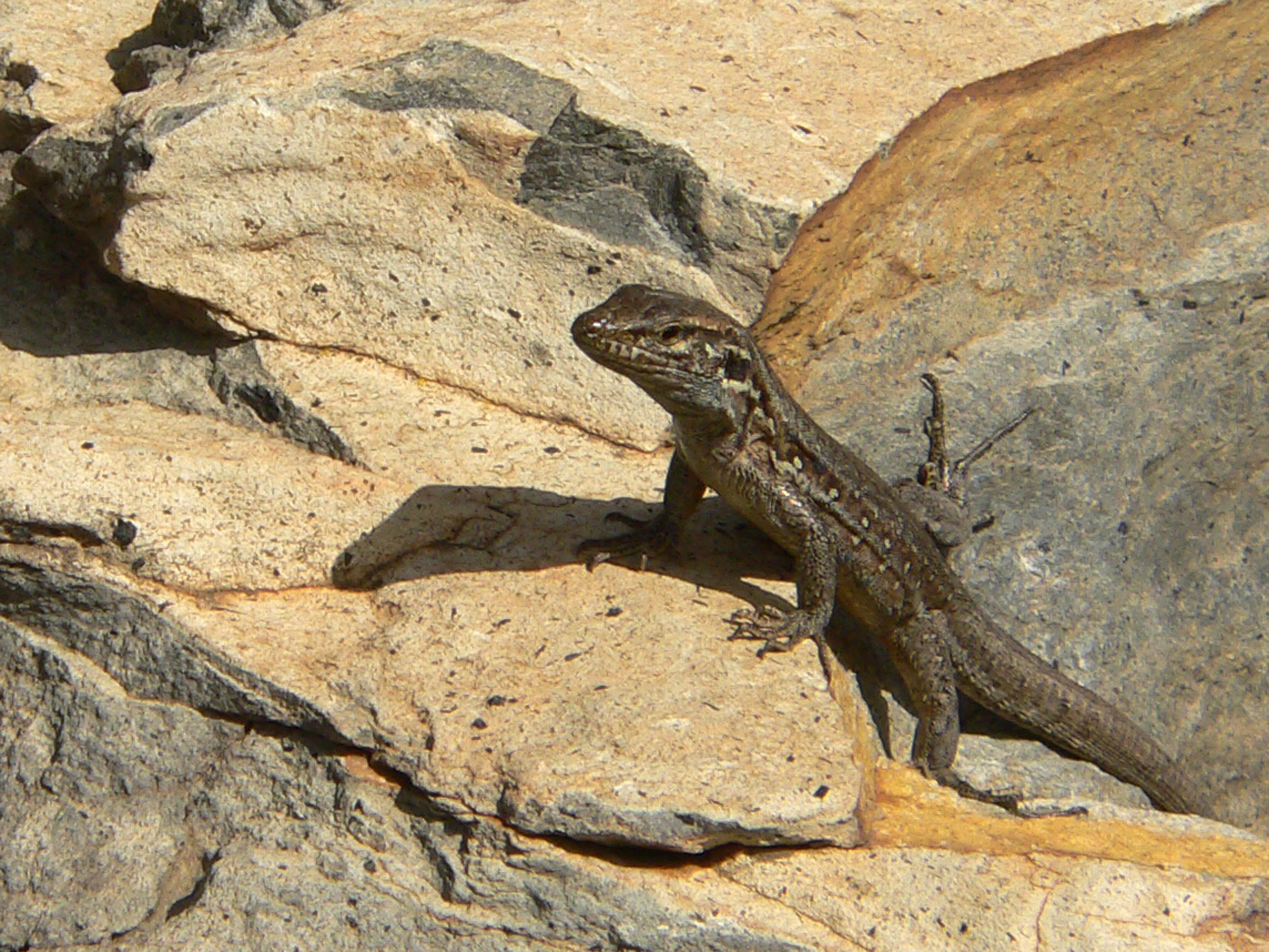Lucertola (La Palma)