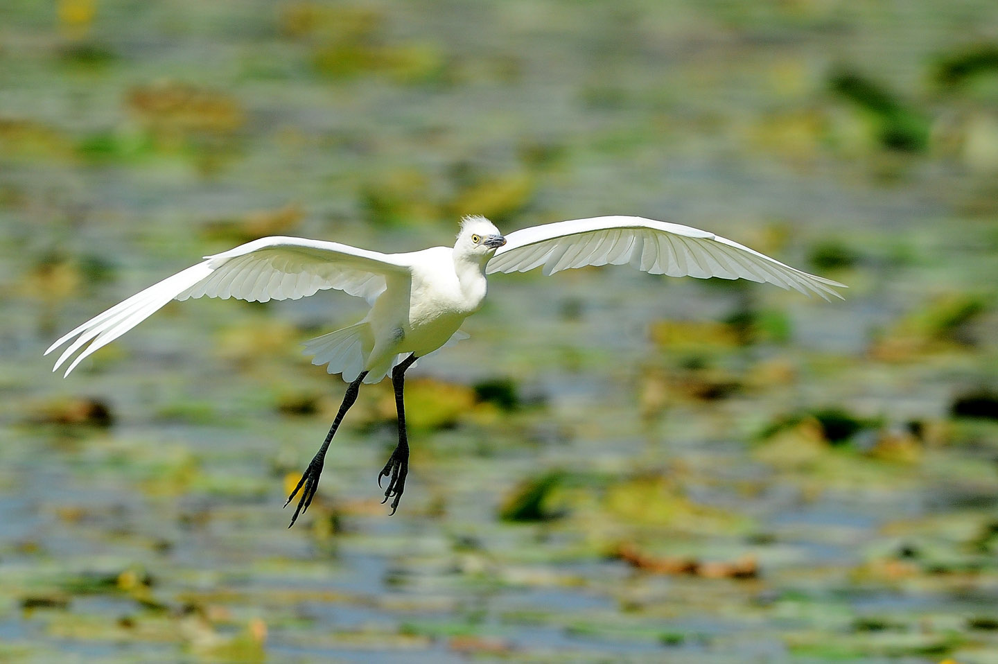 Egret