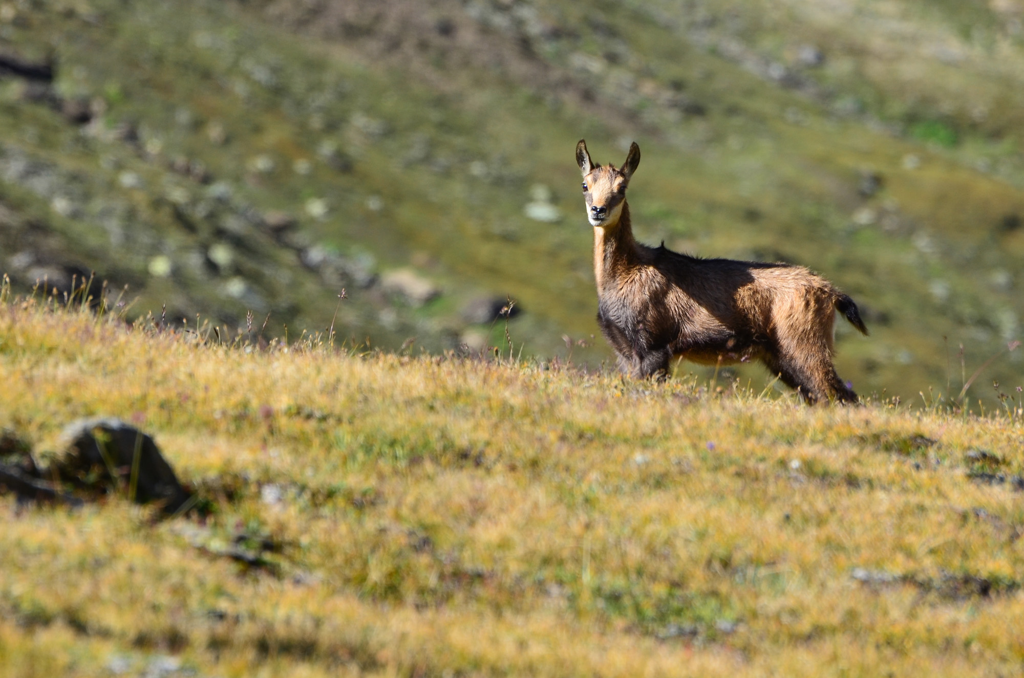 Giovane camoscio