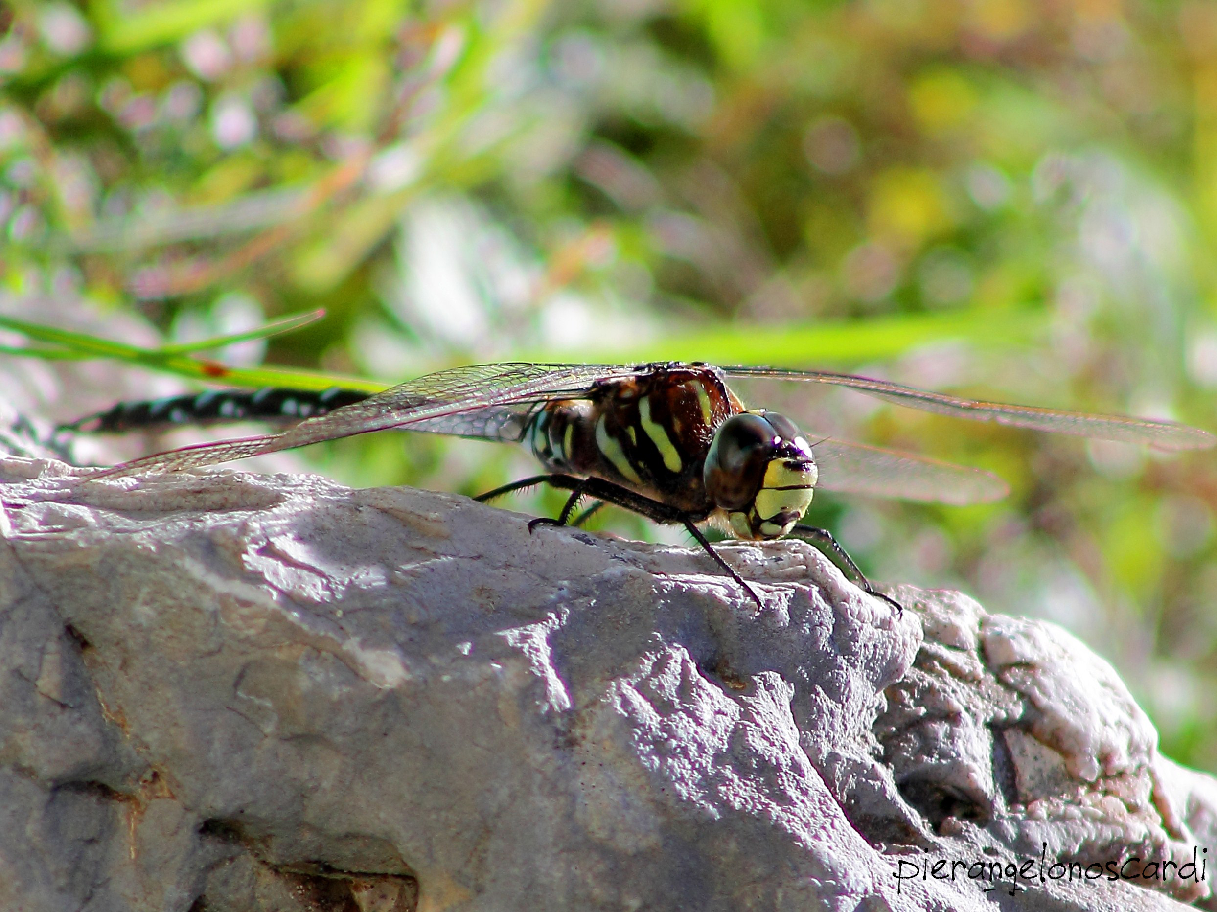 dragonfly
