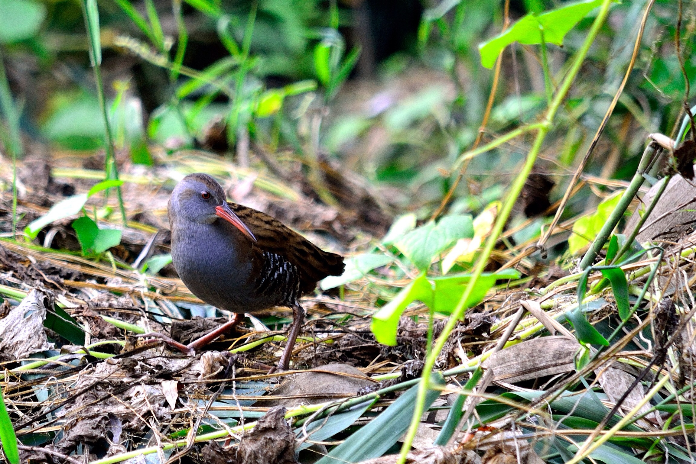 My first porciglione