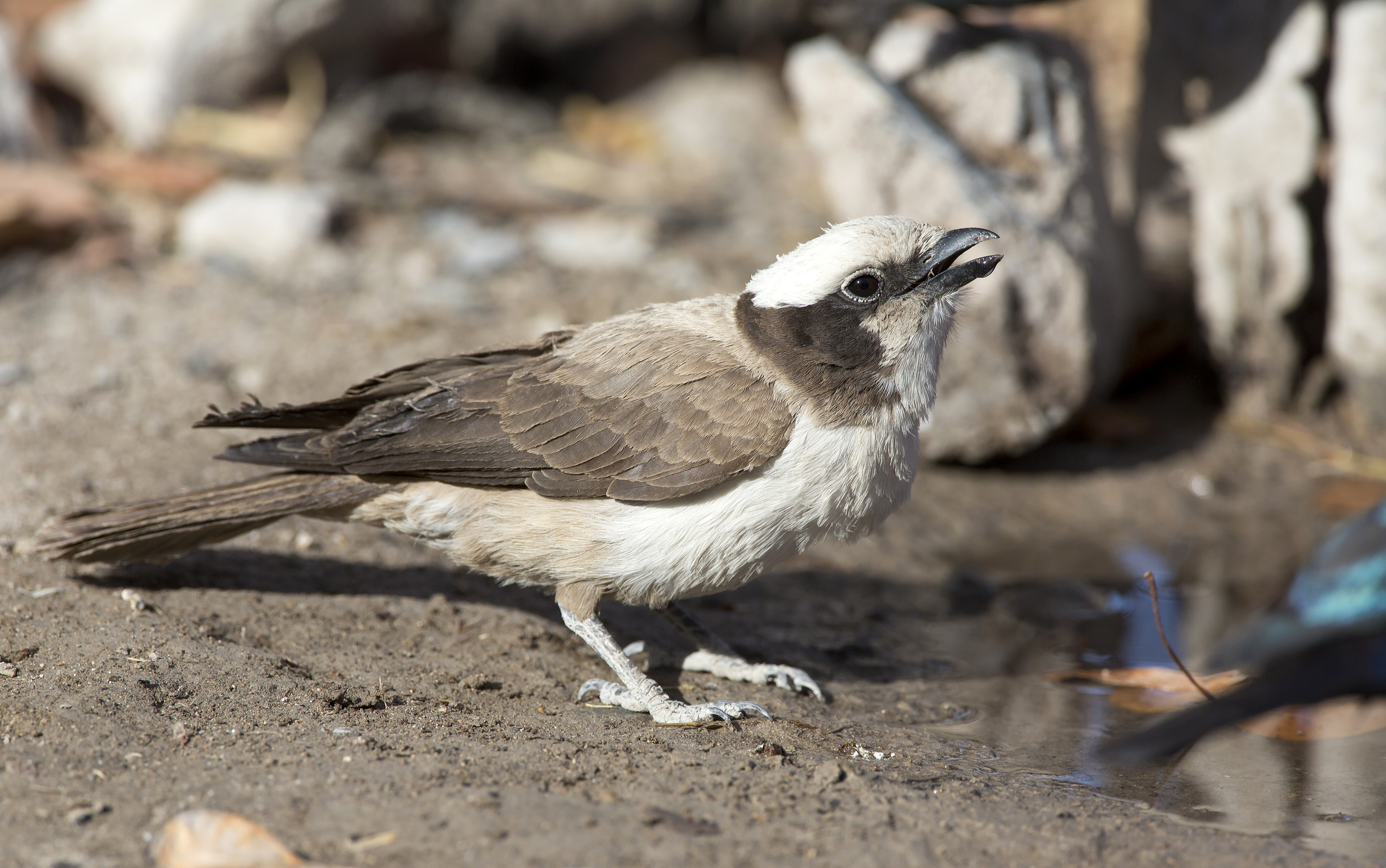 White-crowned Shrike