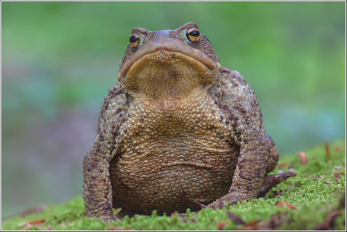 The gnome of the forest ..