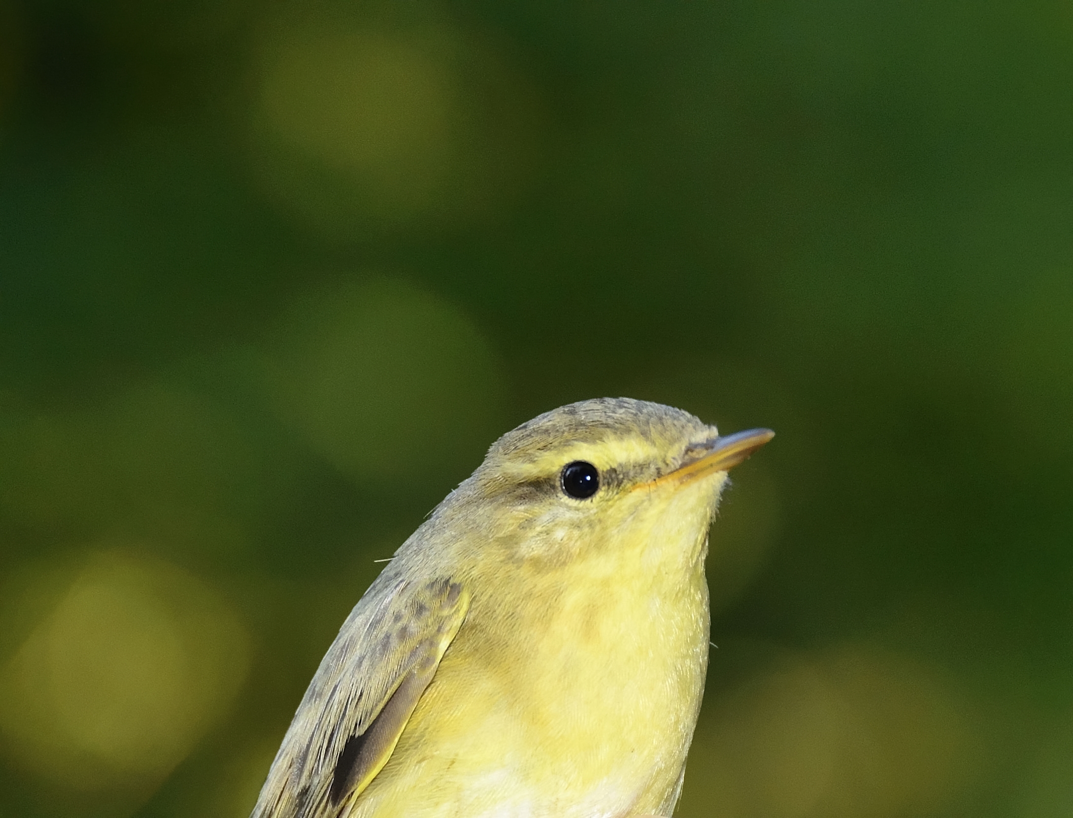 Lui grosso (Phylloscopus trochilus)
