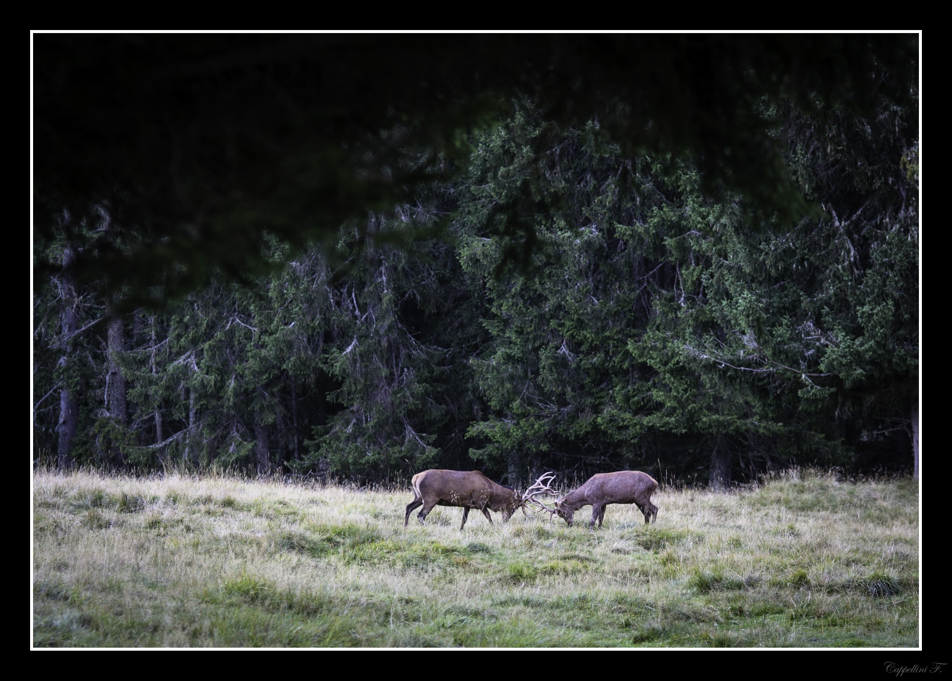Fighting between males