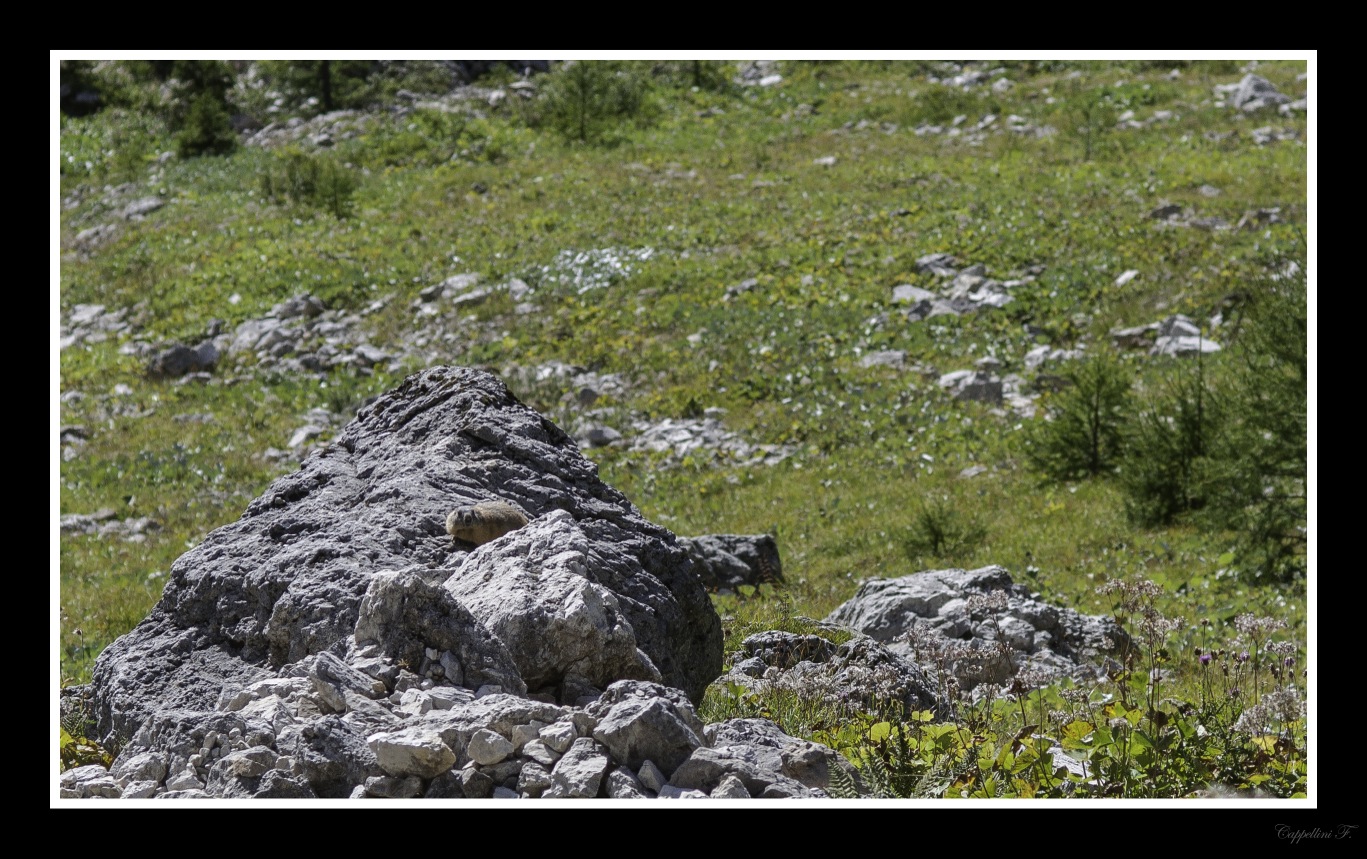 Marmot on the defensive