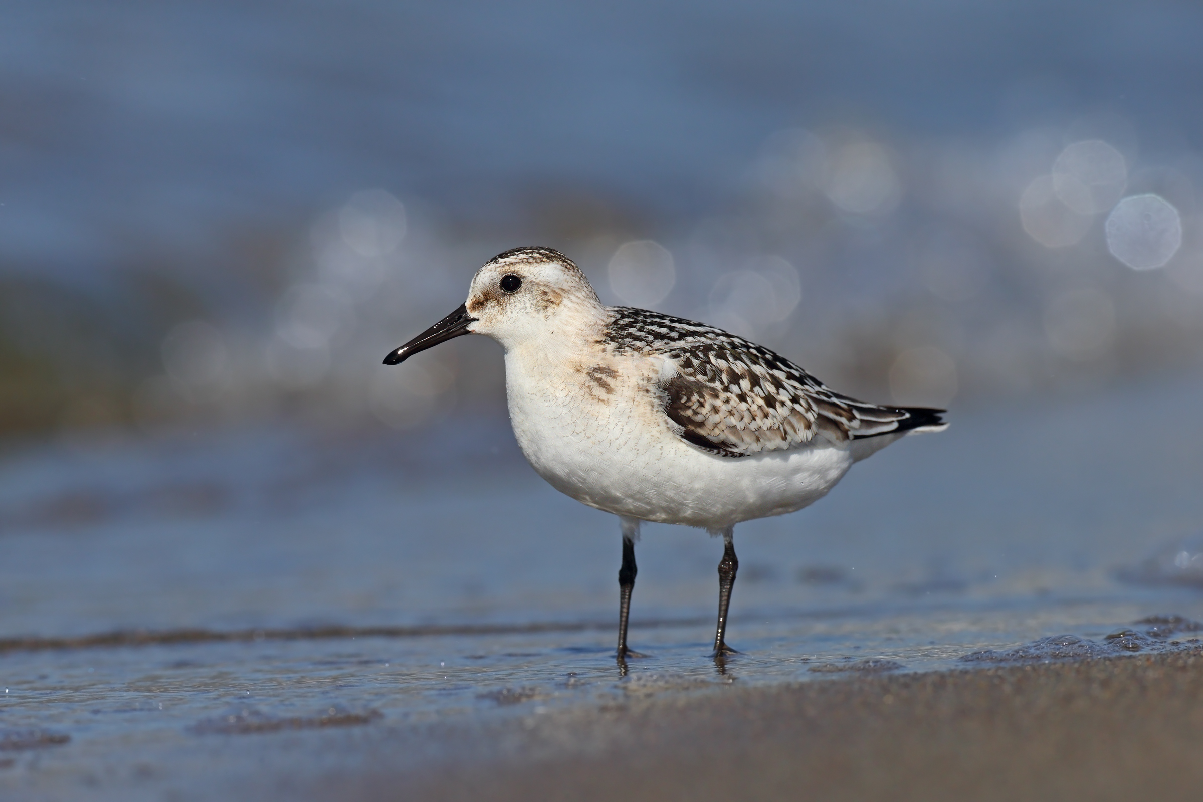 Piovanello tridattilo