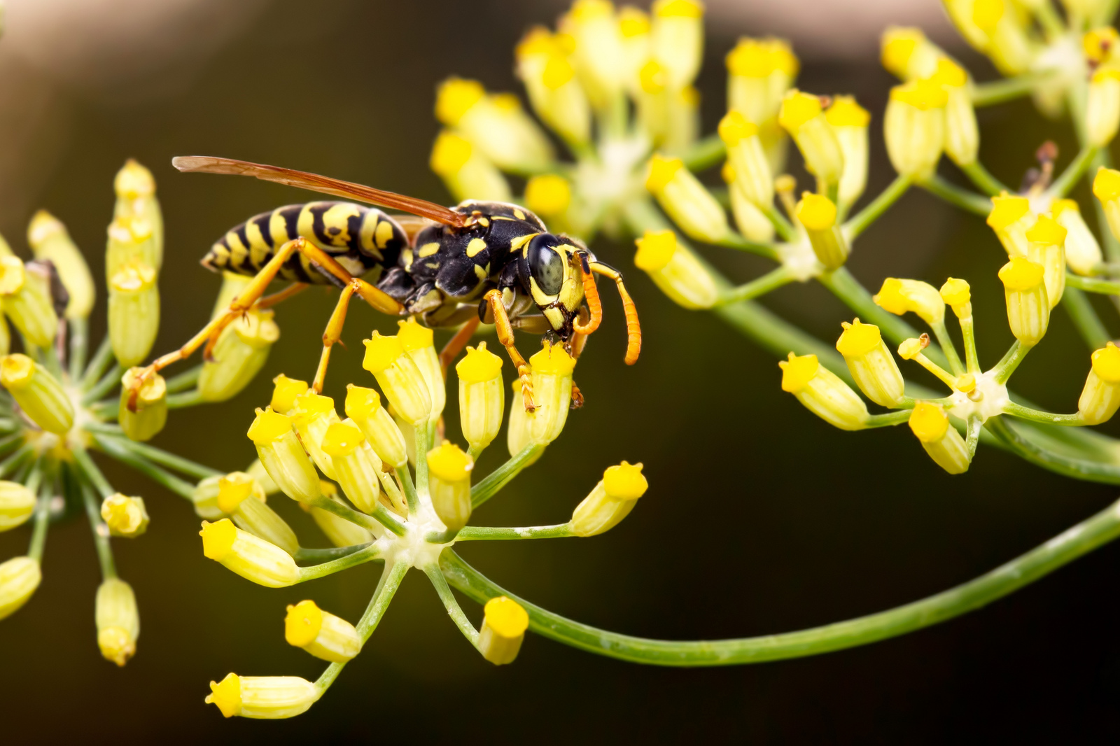 Wasp on fennel flowers