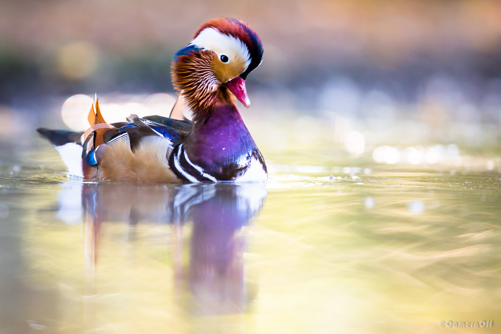 Mandarina tra i colori