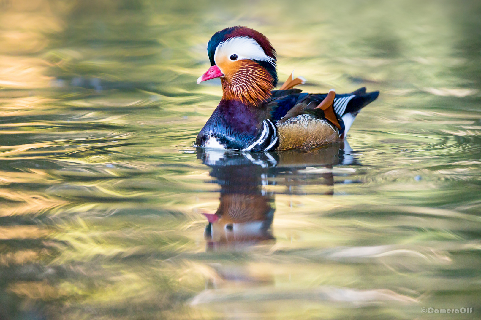 Mandarina tra i colori