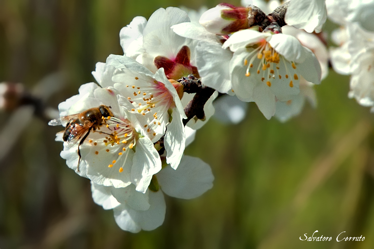 Industrious Bee - versione 2