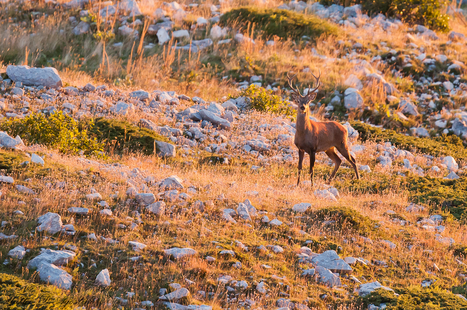 Young ibex