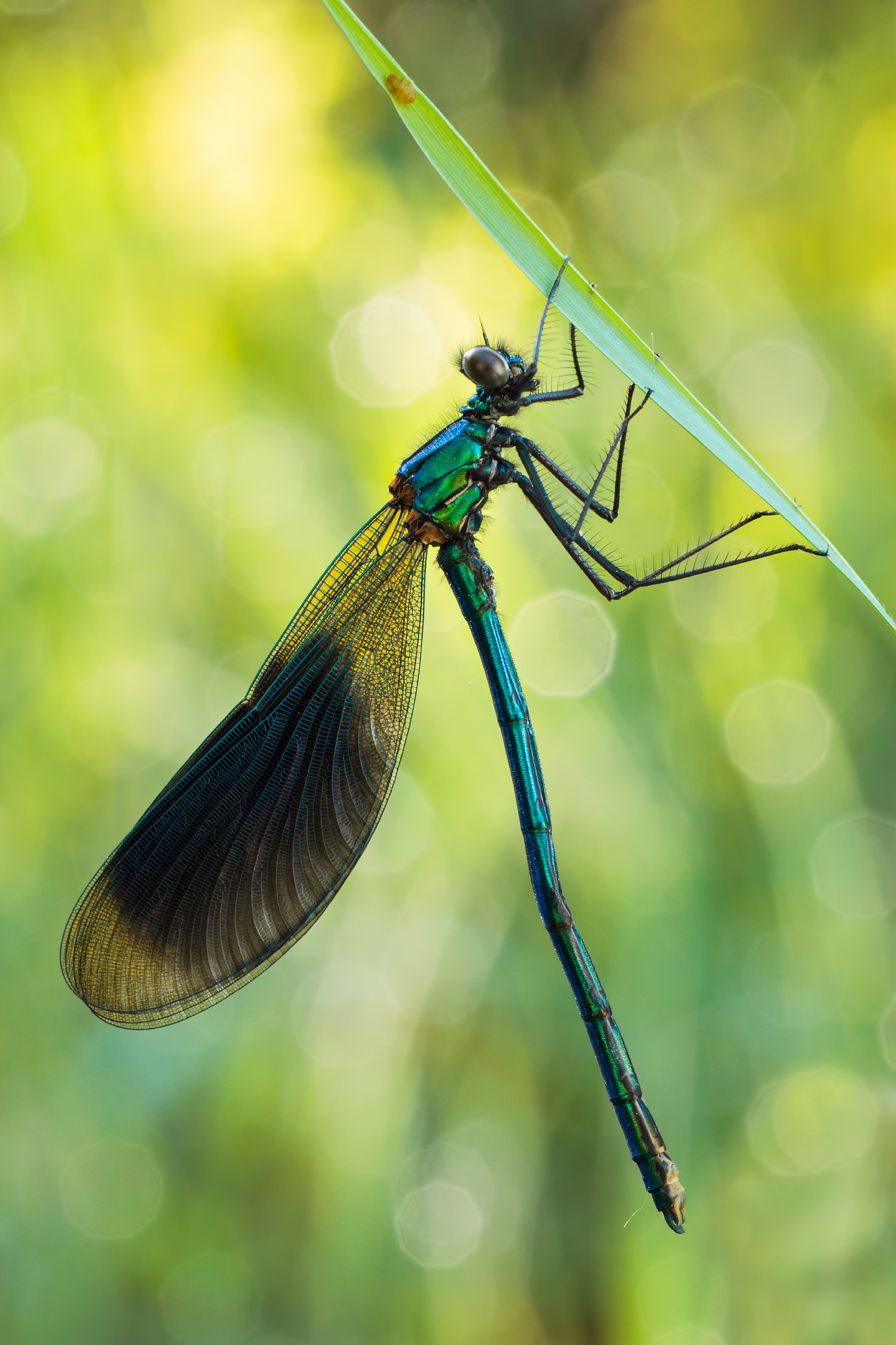 Jungle .... ( Calopteryx splendens )