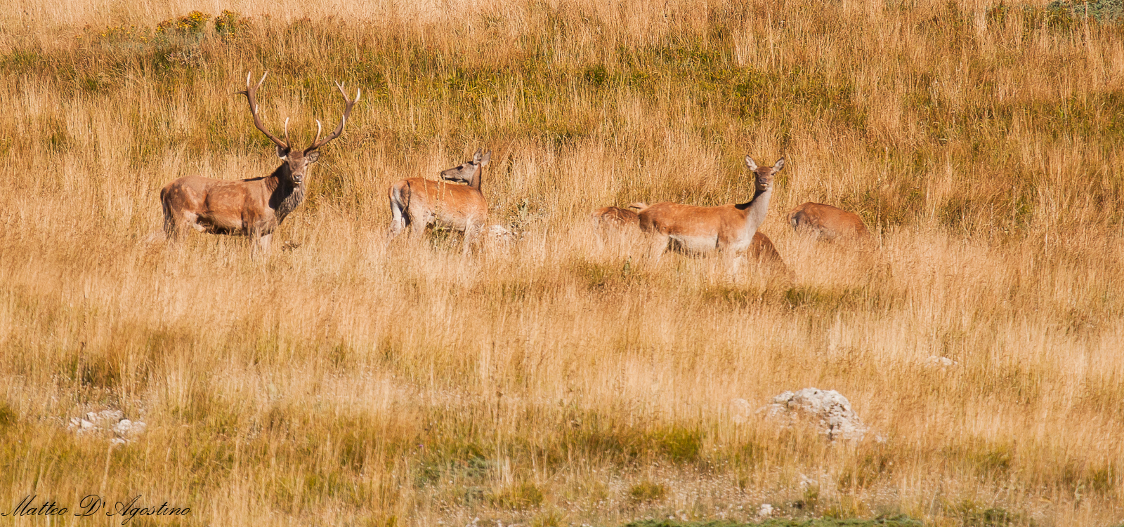 Deer in Val di Rose