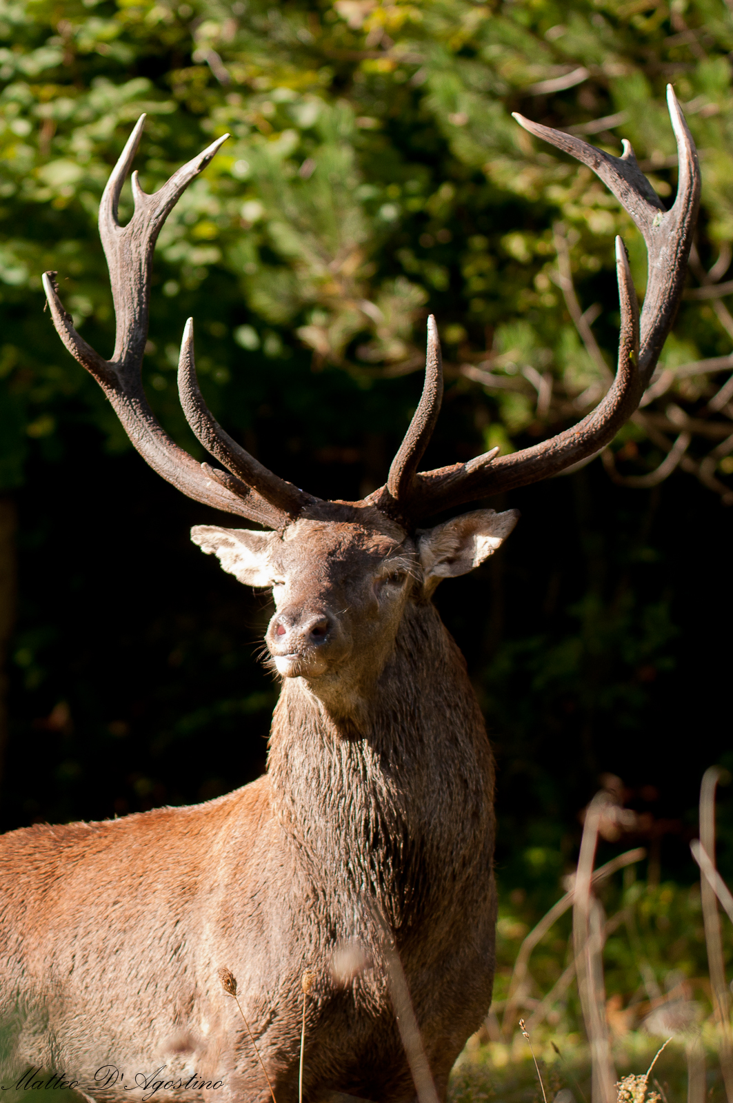 Red Deer