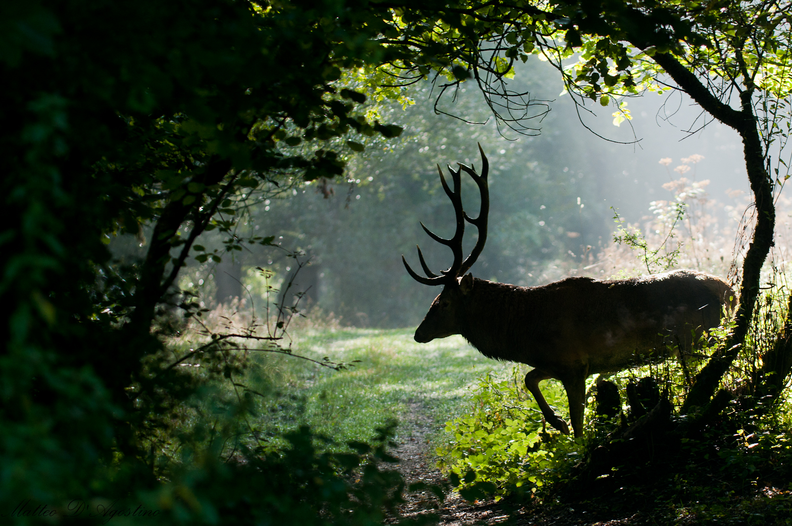 silhouette in the woods
