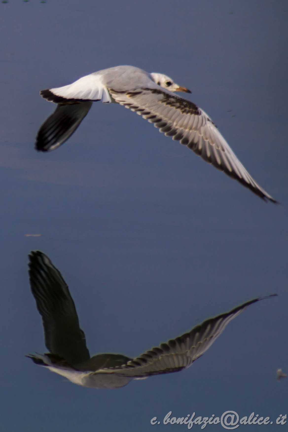 Gabbiano al parco del Meisino (to)