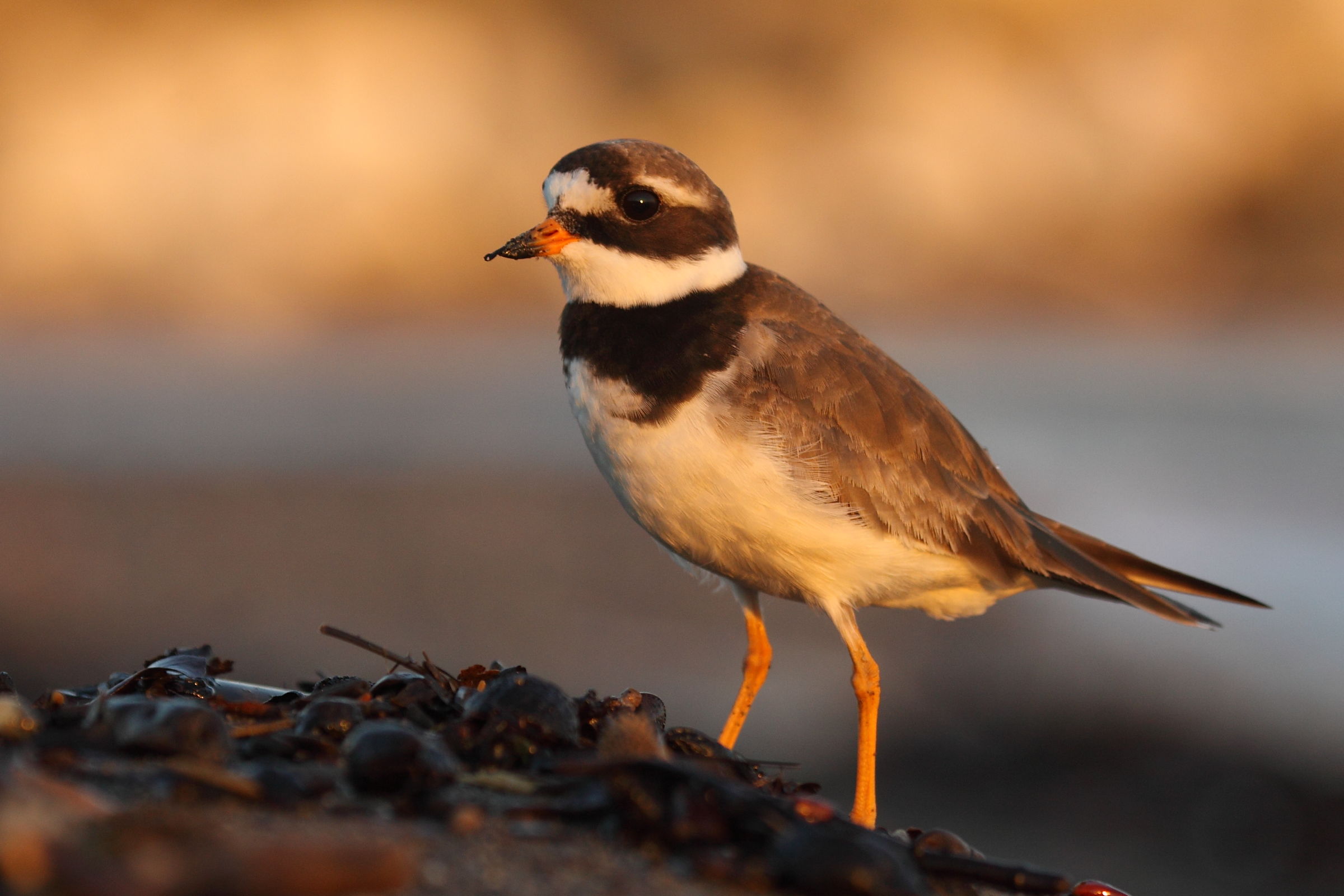 Ringed Plover