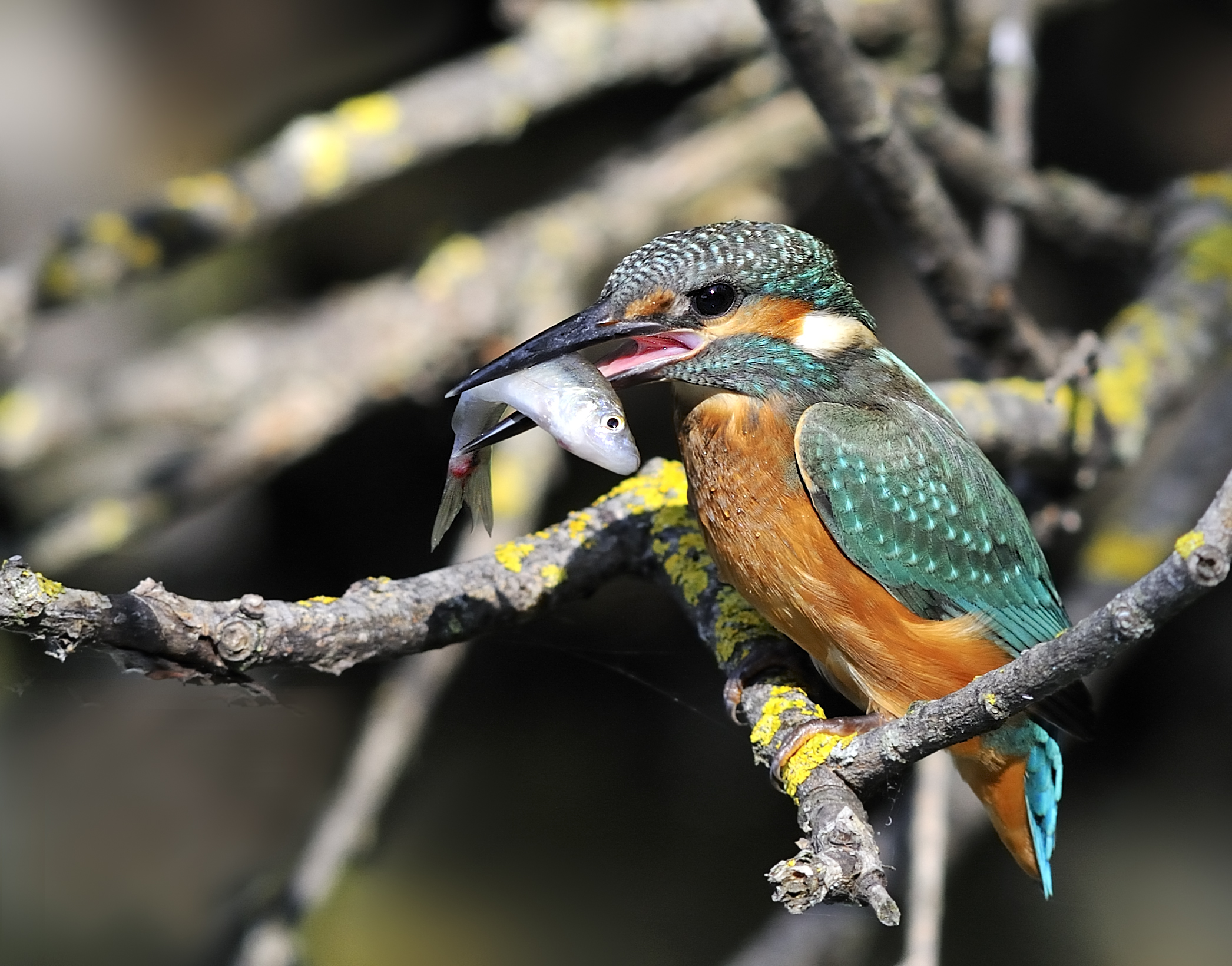 la pesca del martino