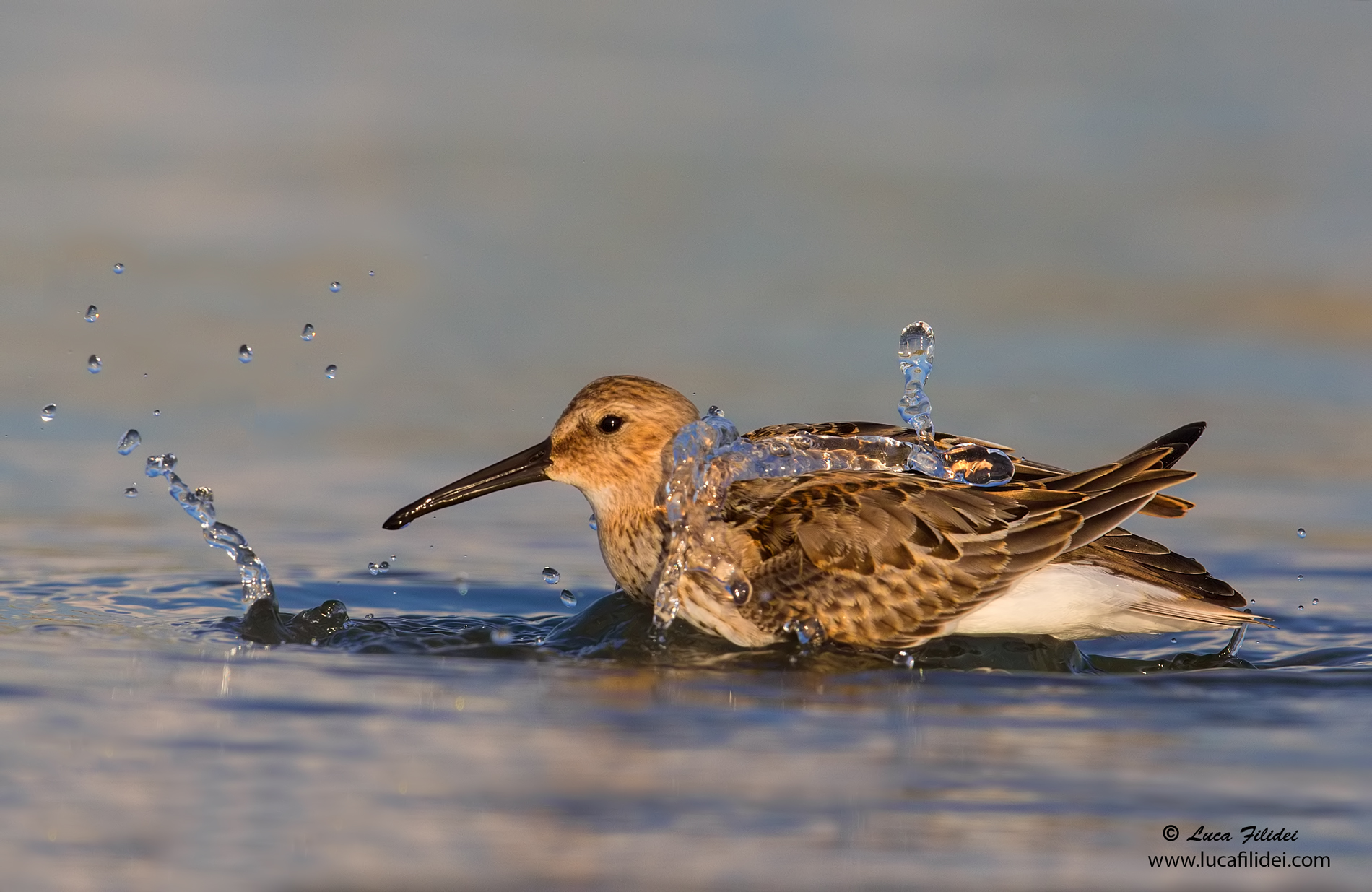 Dunlin to the bathroom