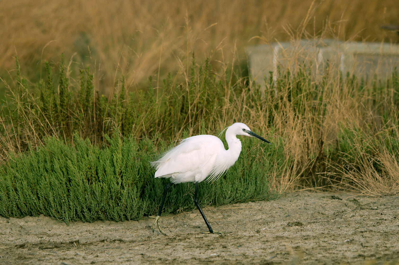 Egret