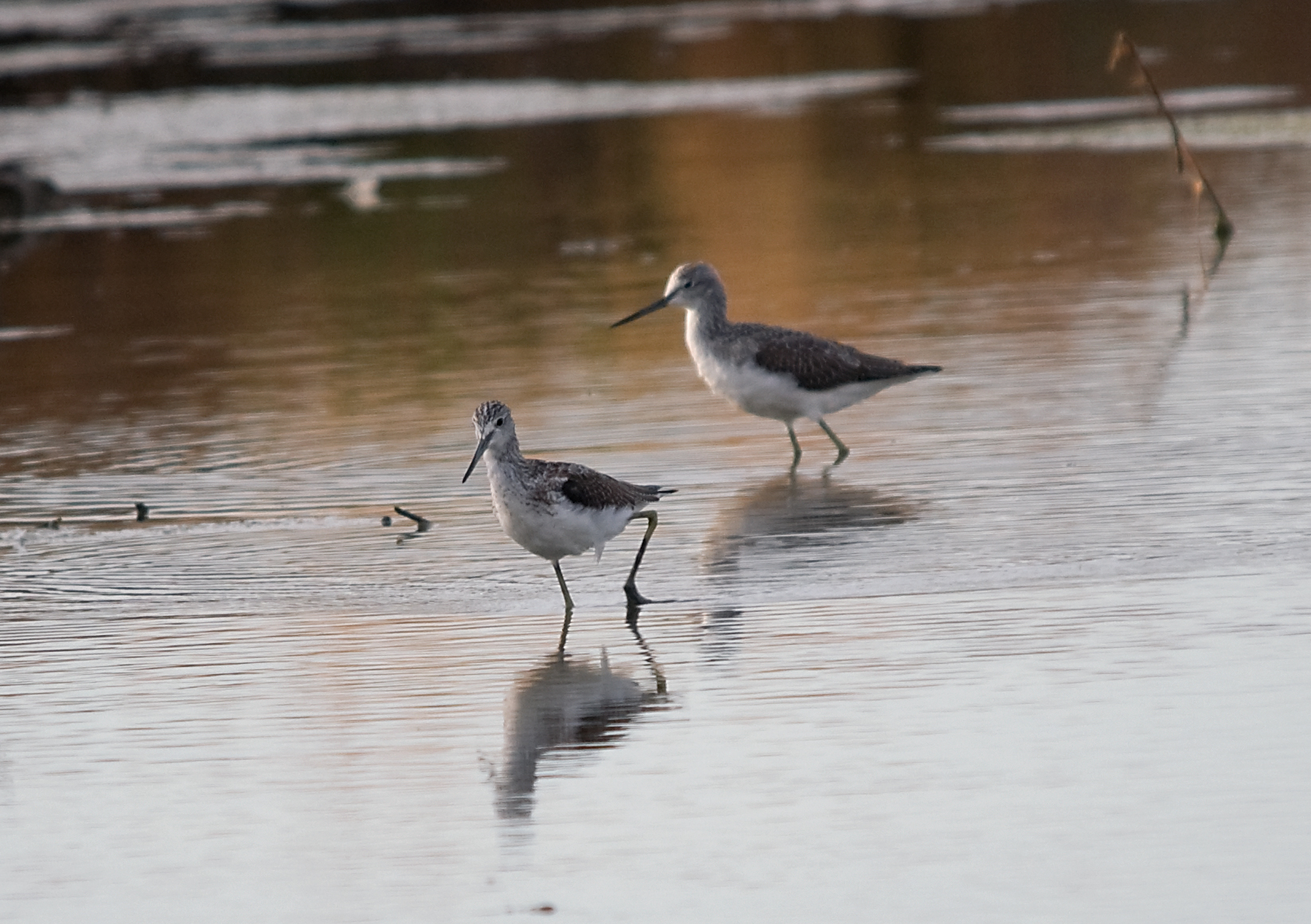 Redshank