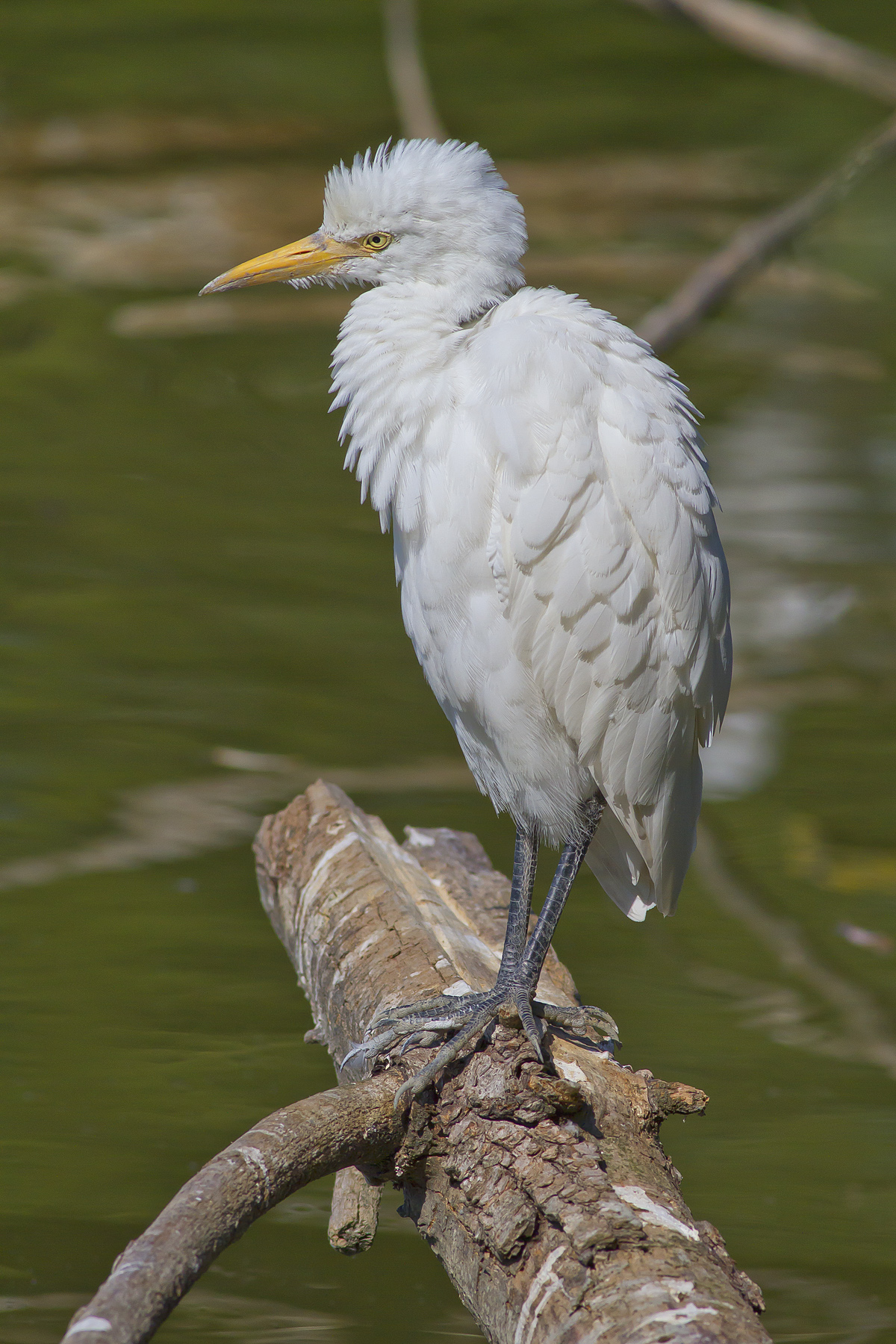 Ho dimenticato il Phon