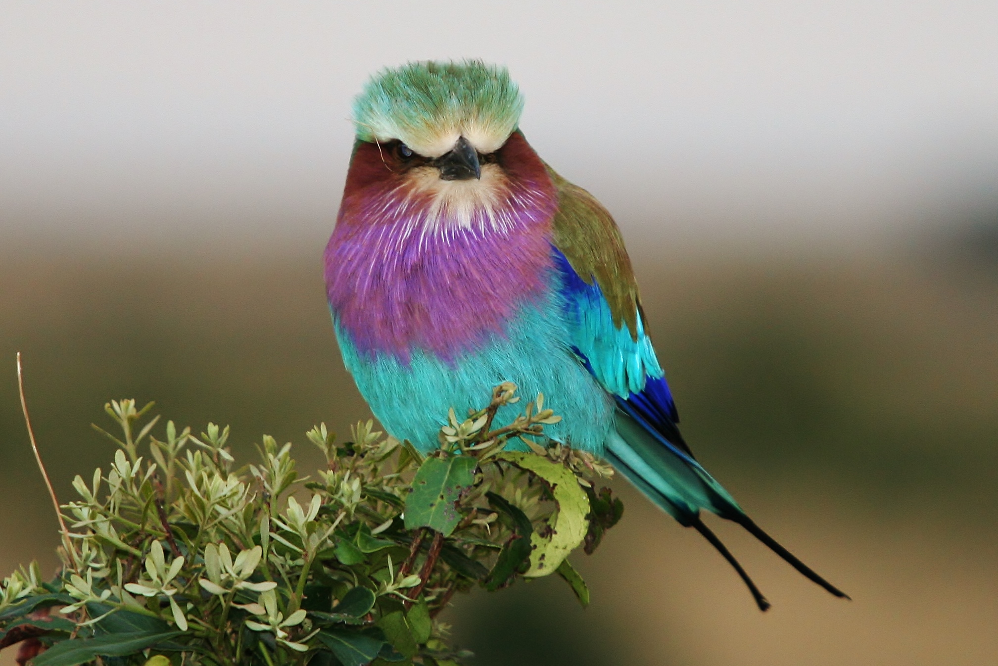 Masai Mara - Angry Bird