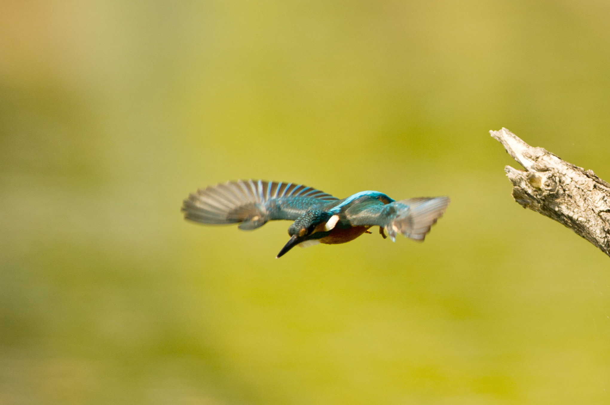 Kingfisher in flight