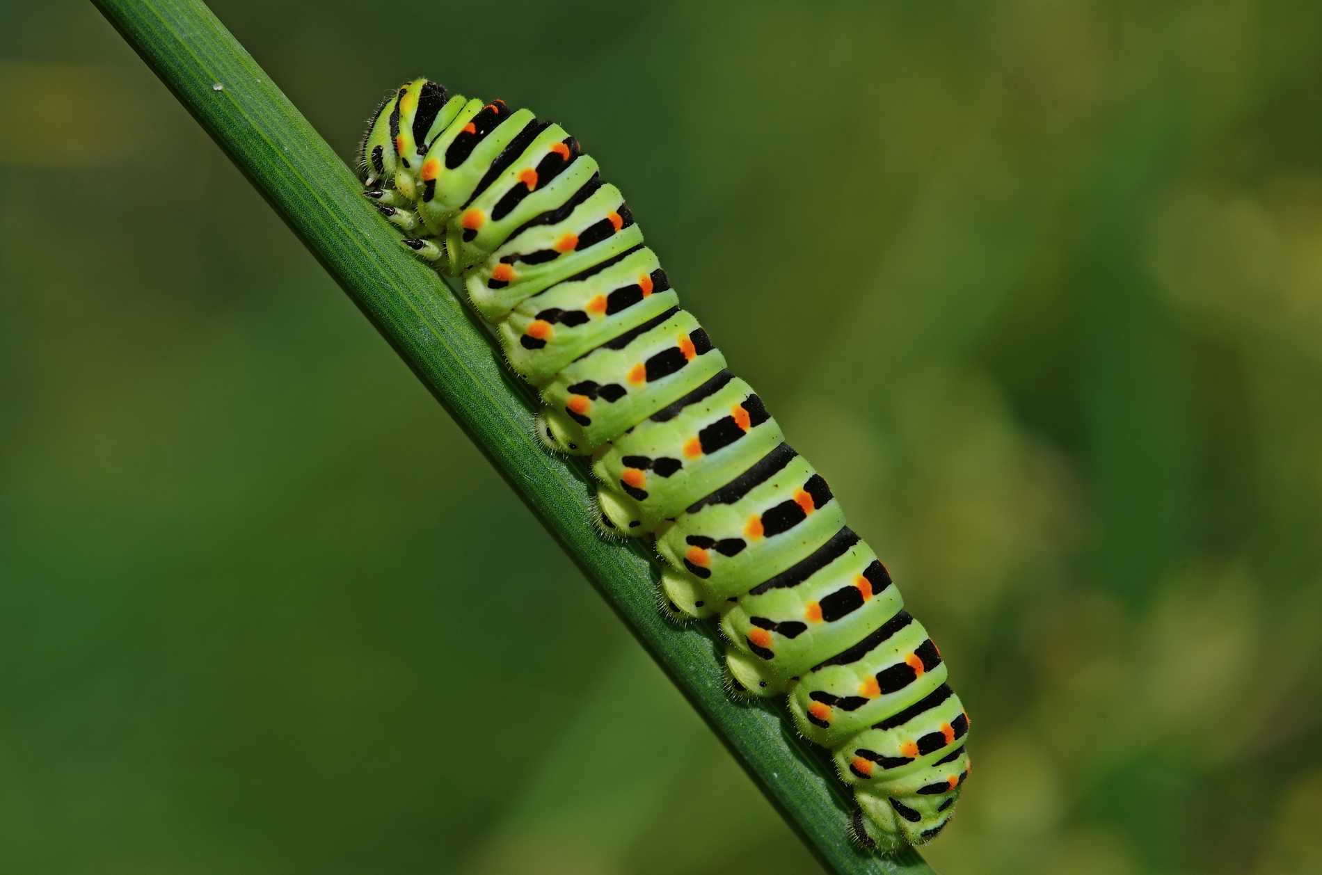 caterpillar of swallowtail